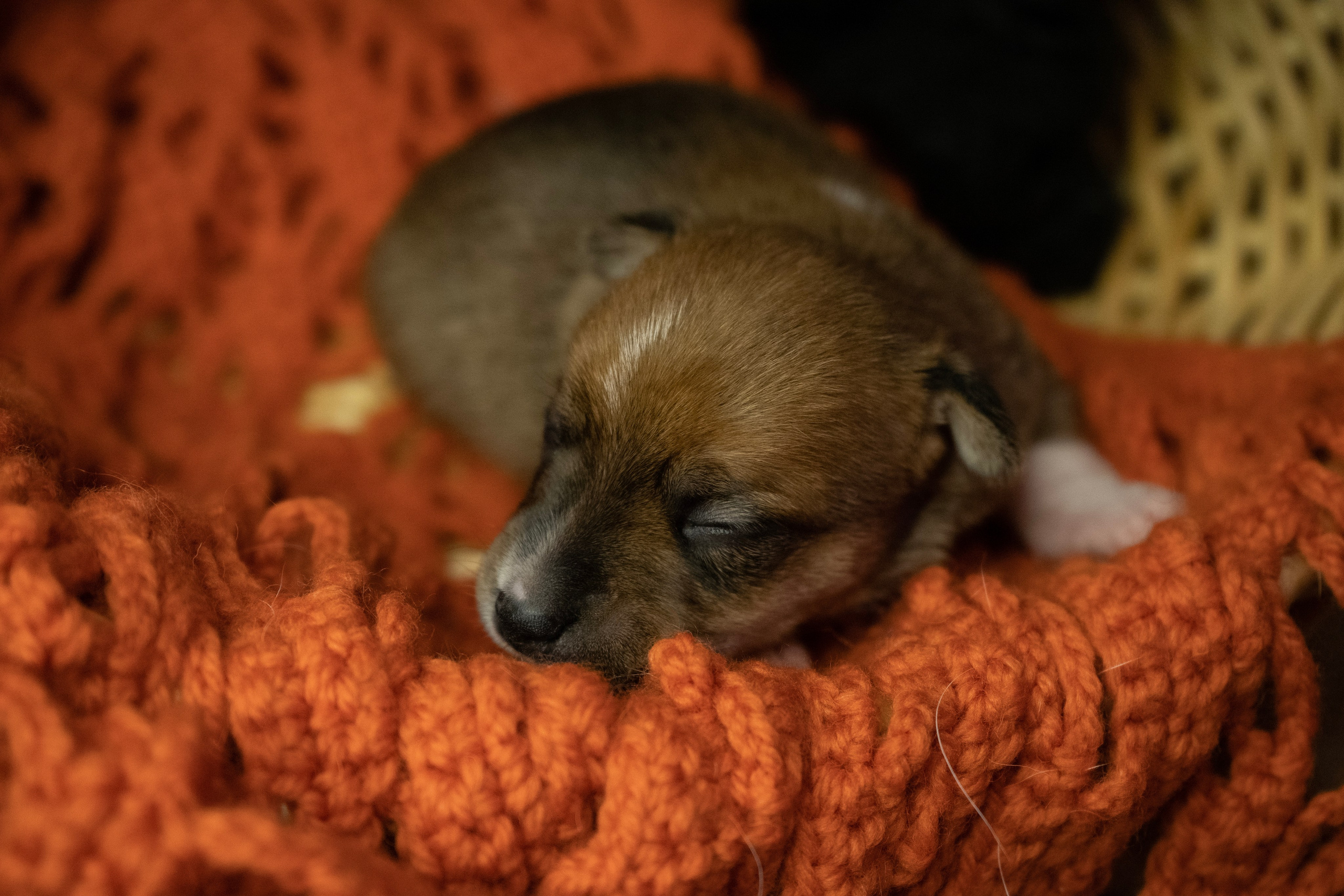 Фотосессии Пушистиков. Фотограф в Санкт-Петербурге Виктория Барышникова