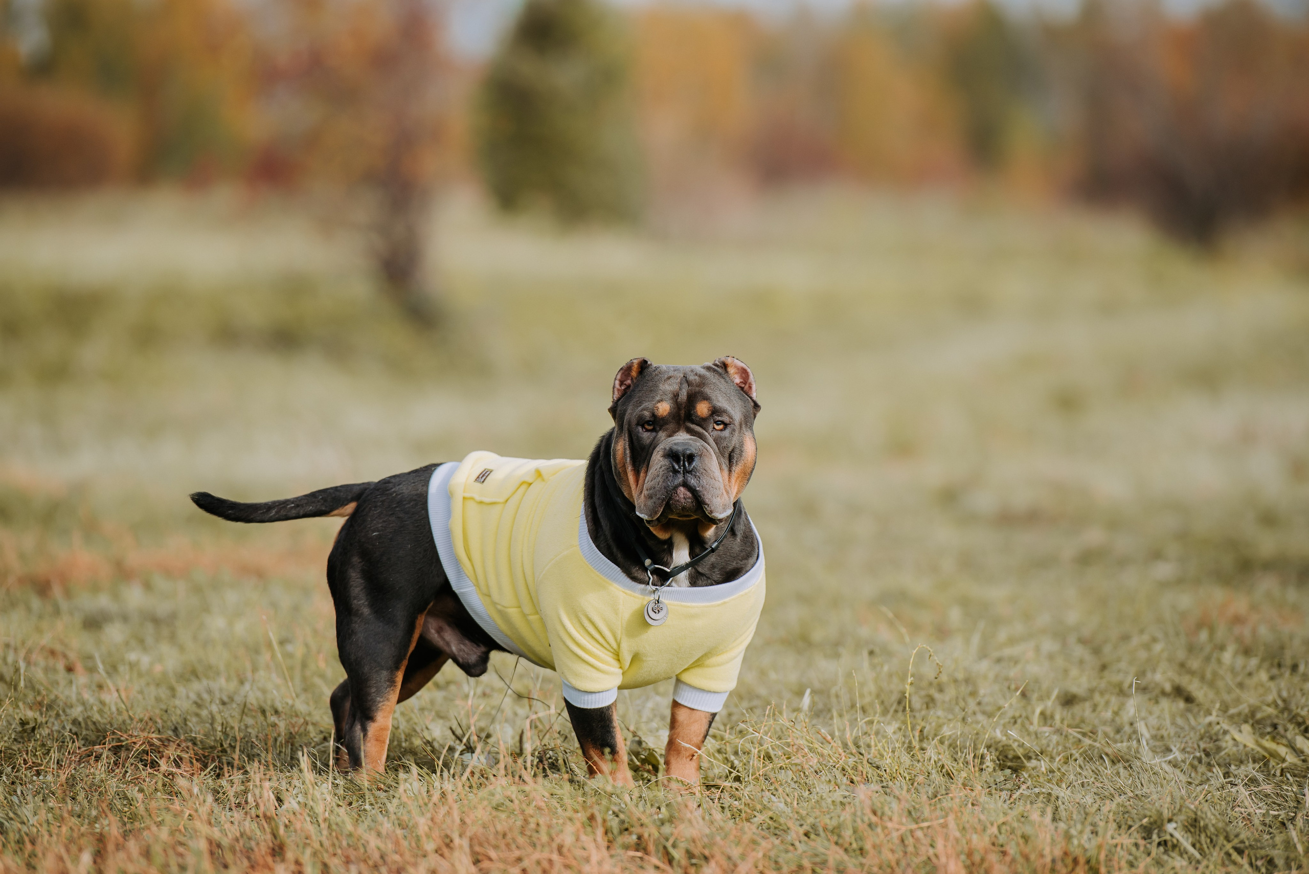Фотопрогулка с питомцами. Фотограф Диана Оленина Красноярск / Братск