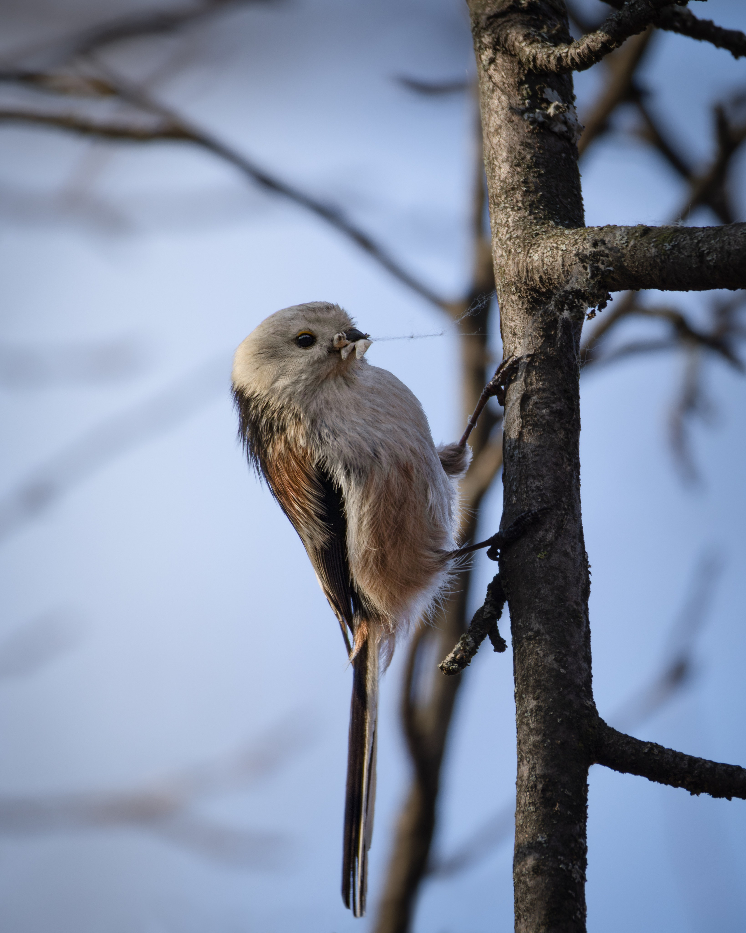 Voronezh 2025. Anton Chernov | Wildlife photographer