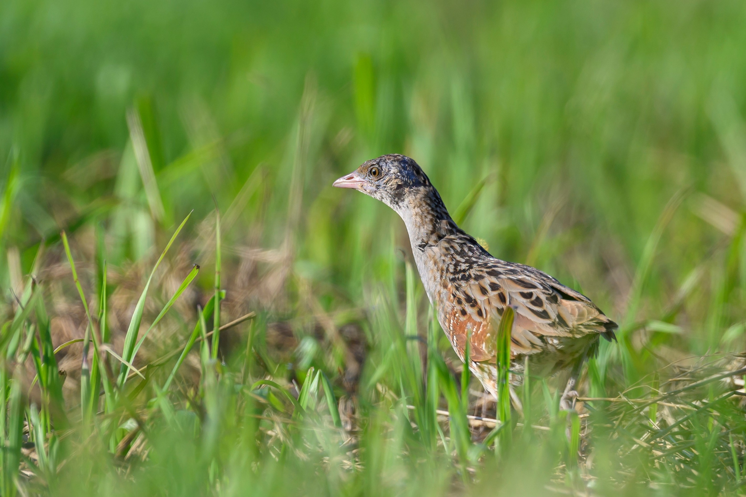 Перепела и коростель. Фотограф Сергей Пупонин