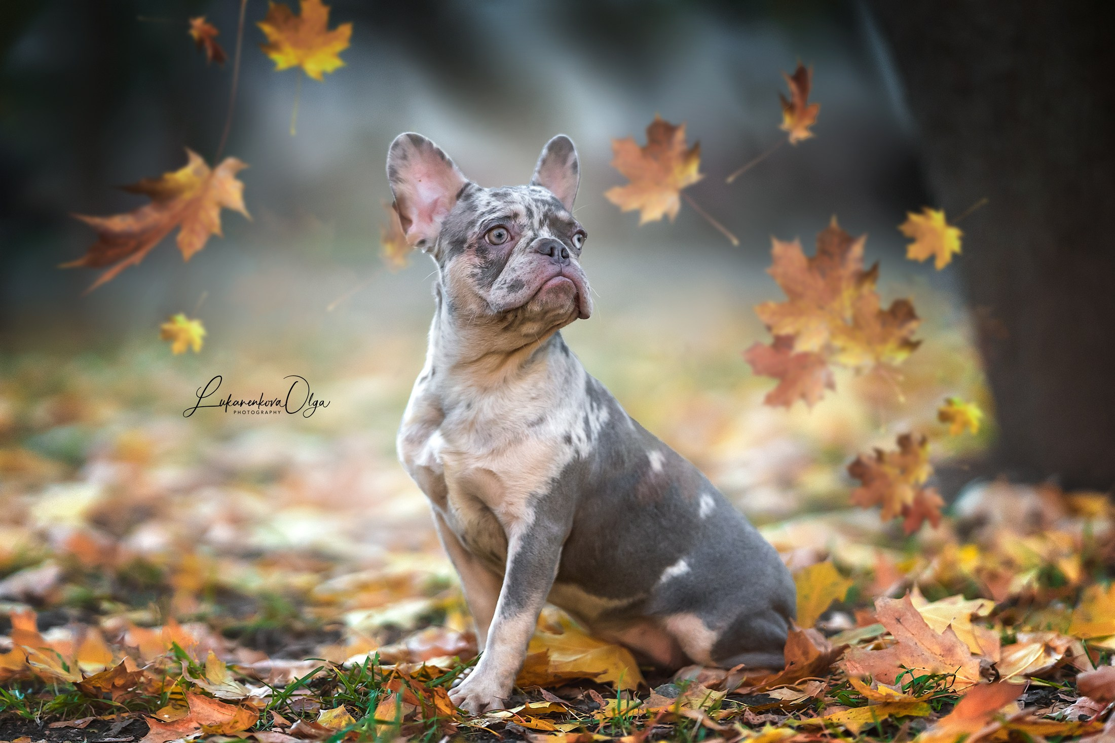 Бульдоги. Фотограф анималист Ольга Луканенкова в Москве