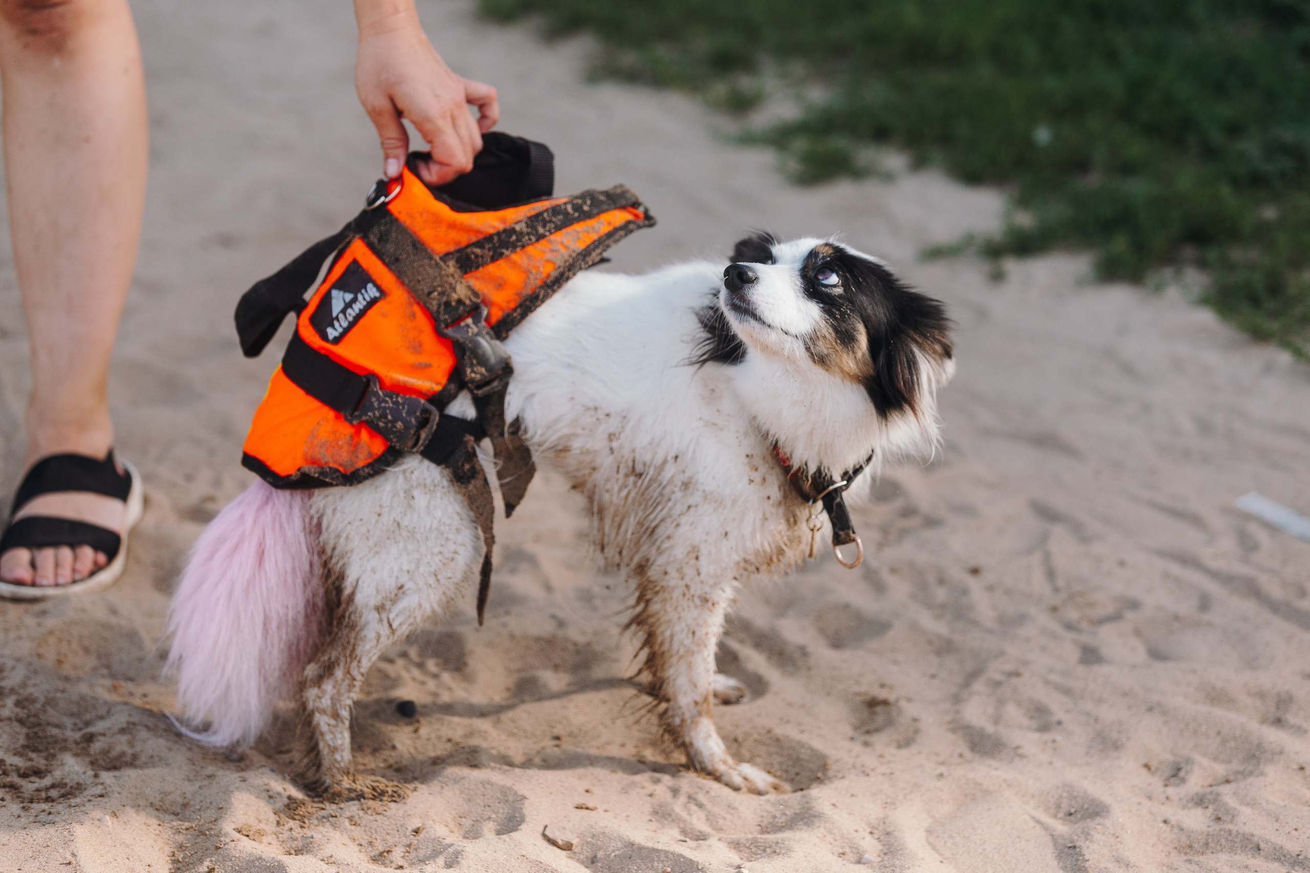 Petshop Sup day. Фотограф анималист Кристина Карпова, Москва