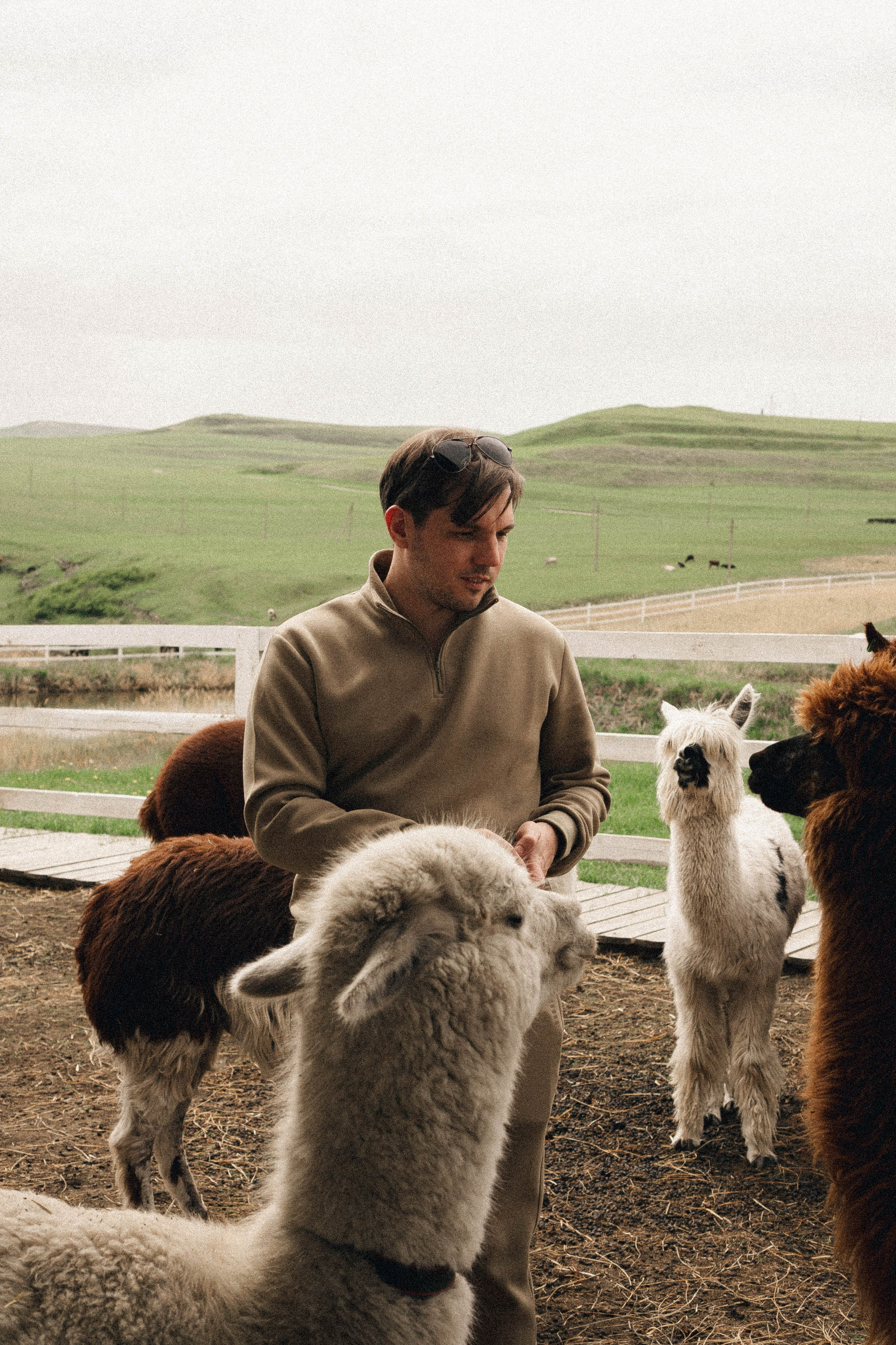 Ферма Альпак. Профессиональный фотограф, Санкт-Петербург — Виктория Богомолова