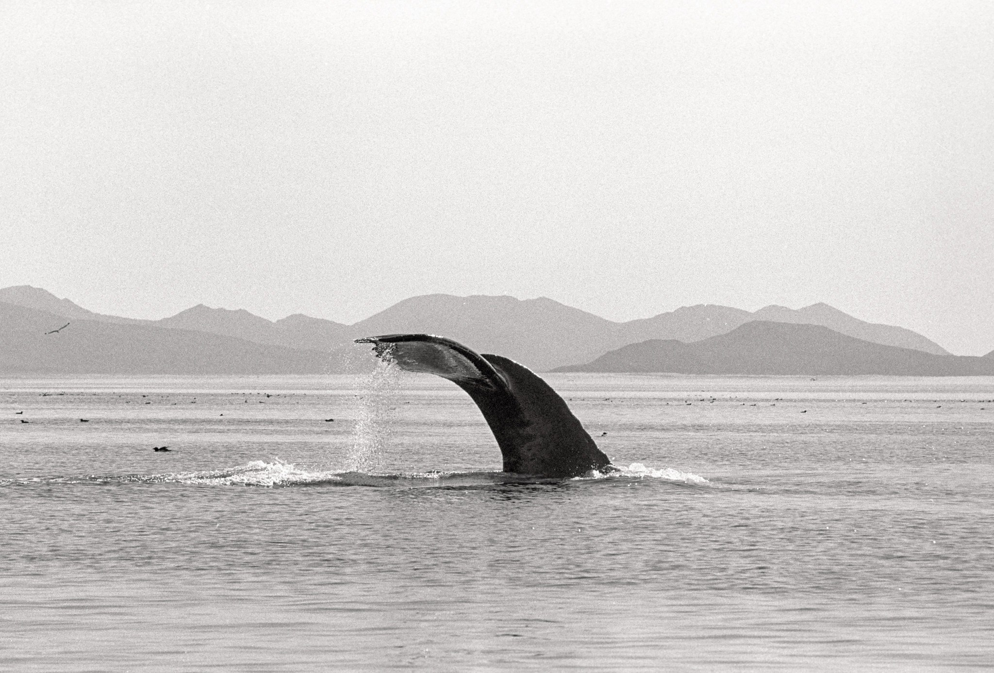Хвосты Чукотки на плёнку, Природа, Евгений Швец, Москва