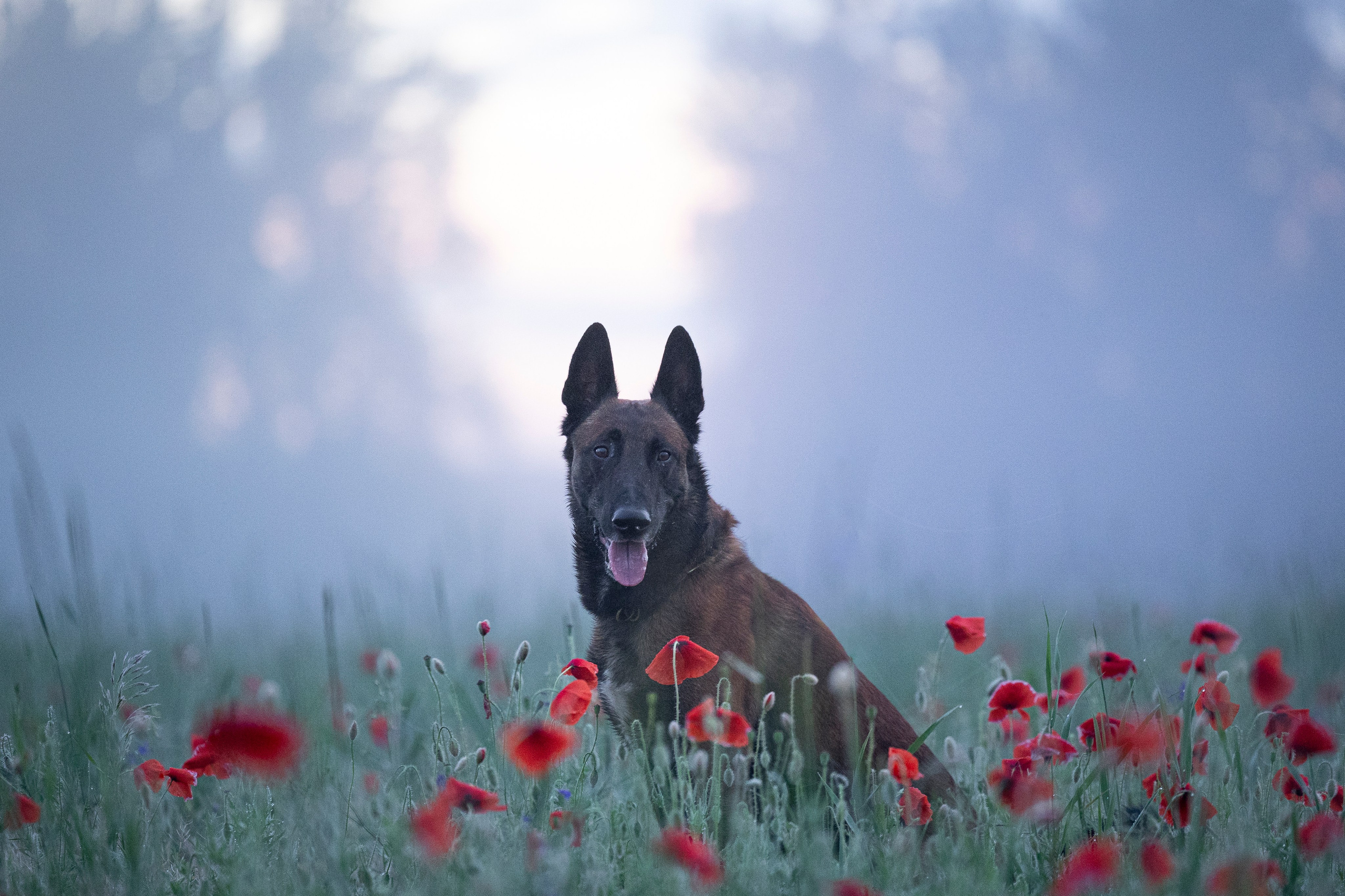 Маковое поле. Фотограф-анималист Анна Маринич