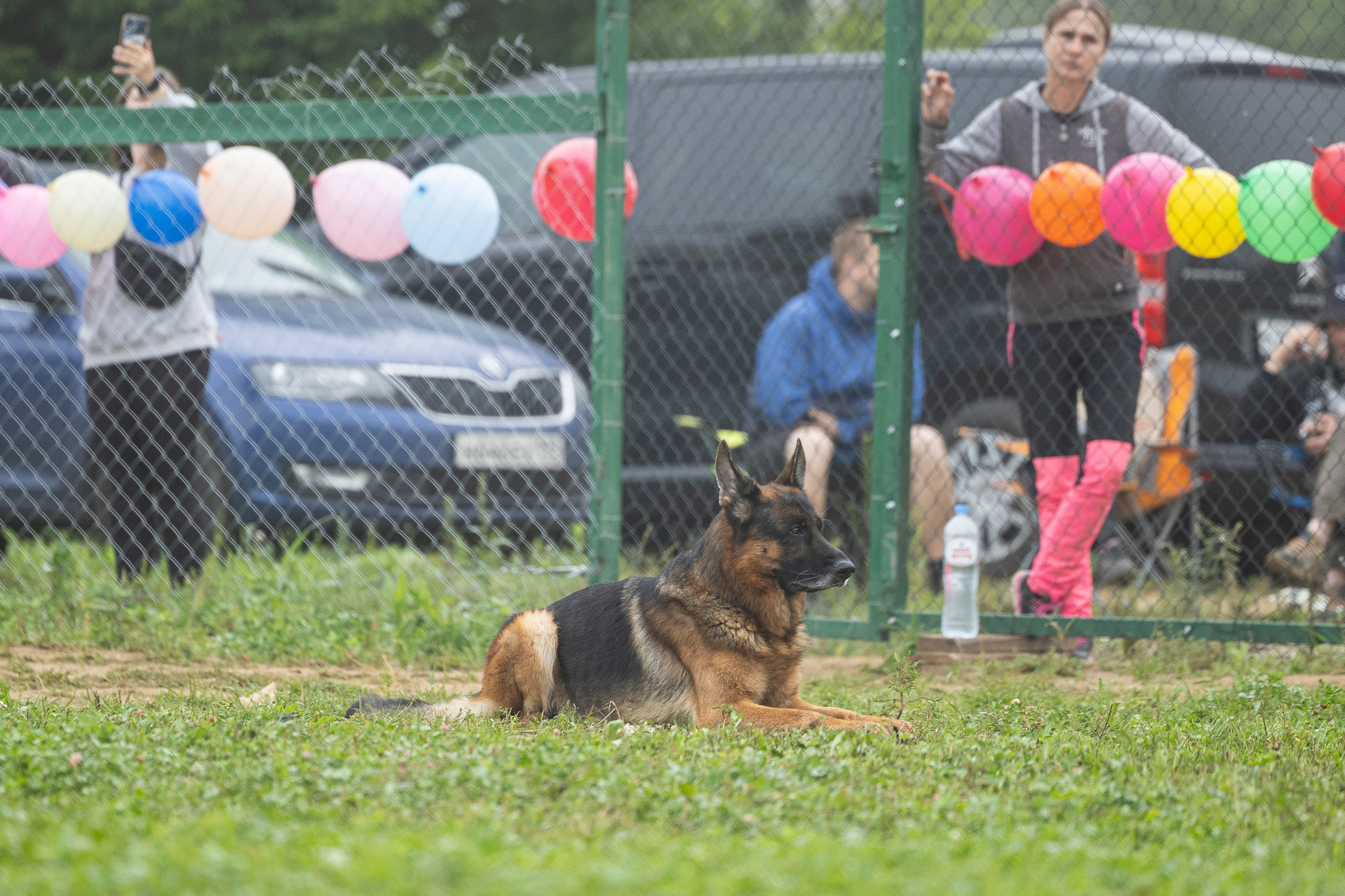 Соревнования по Мондьорингу г. Вологда 10-11.08.2024. Фотограф-анималист Анна Маринич
