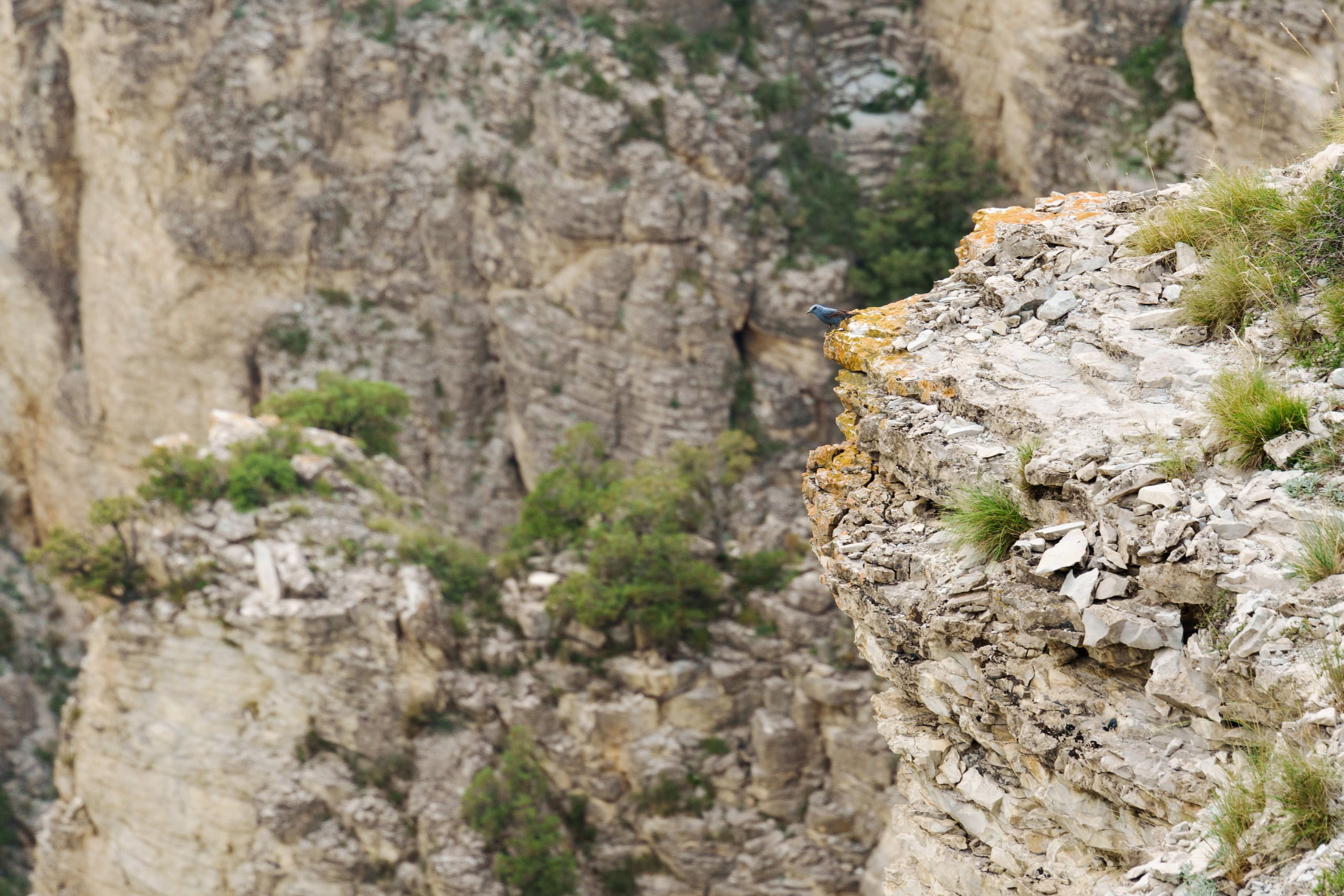 Фотосъемка животных и птиц. Интерьерный и архитектурный фотограф в Москве Панова Ольга