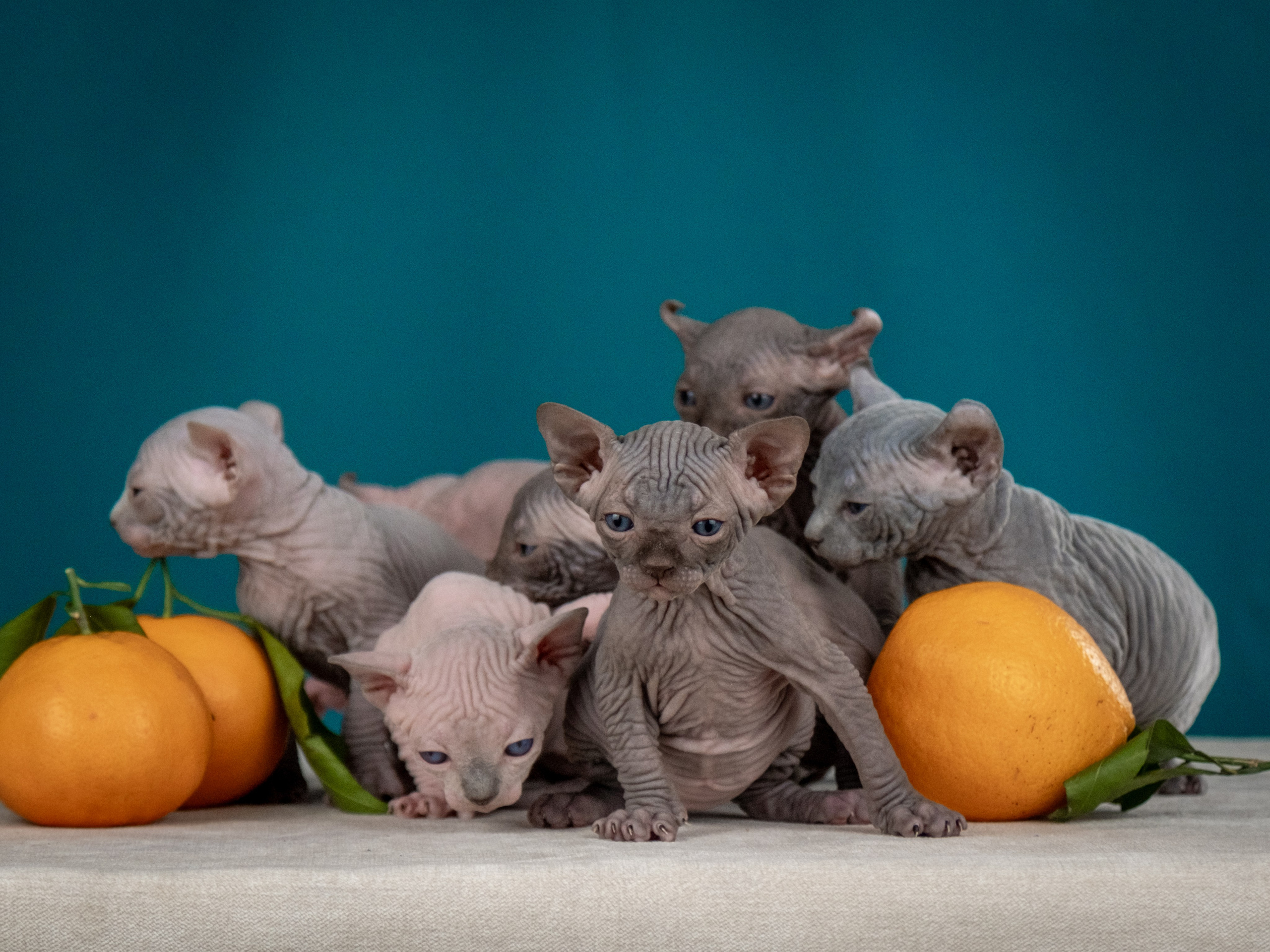 Невероятные сфинксы и эльфы для Ланы!. Зоофотограф, фотограф животных в Москве и области Дина Дамоцева