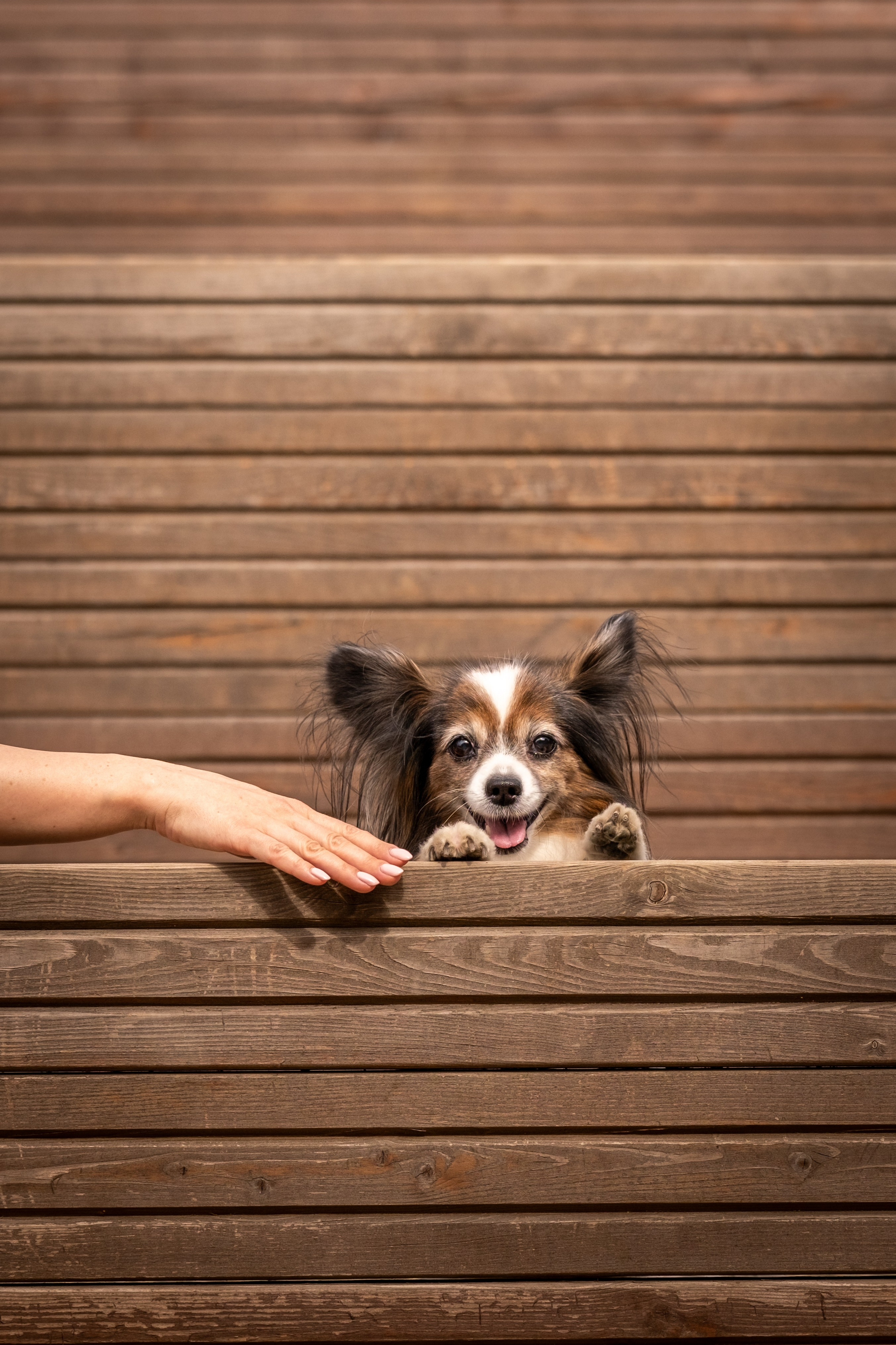 Элегантная папильон для Натальи!. Зоофотограф, фотограф животных в Москве и области Дина Дамоцева