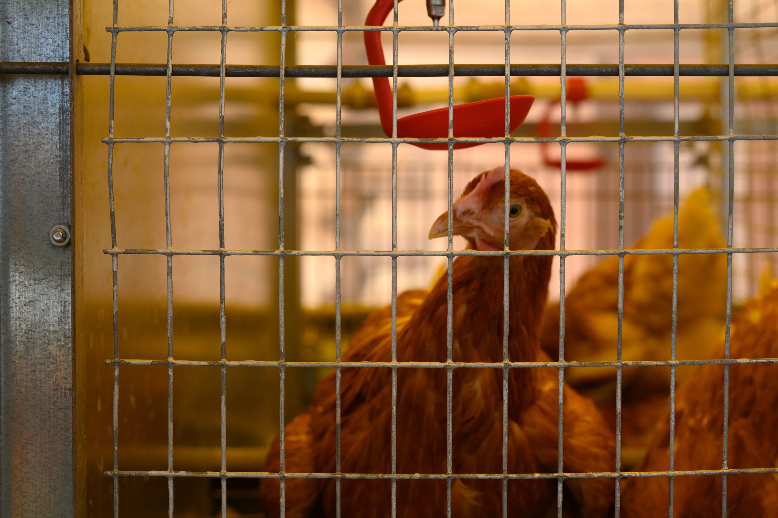 Агровыставка. Фотоуслуги, услуги фотографа, фотографирование важных событий