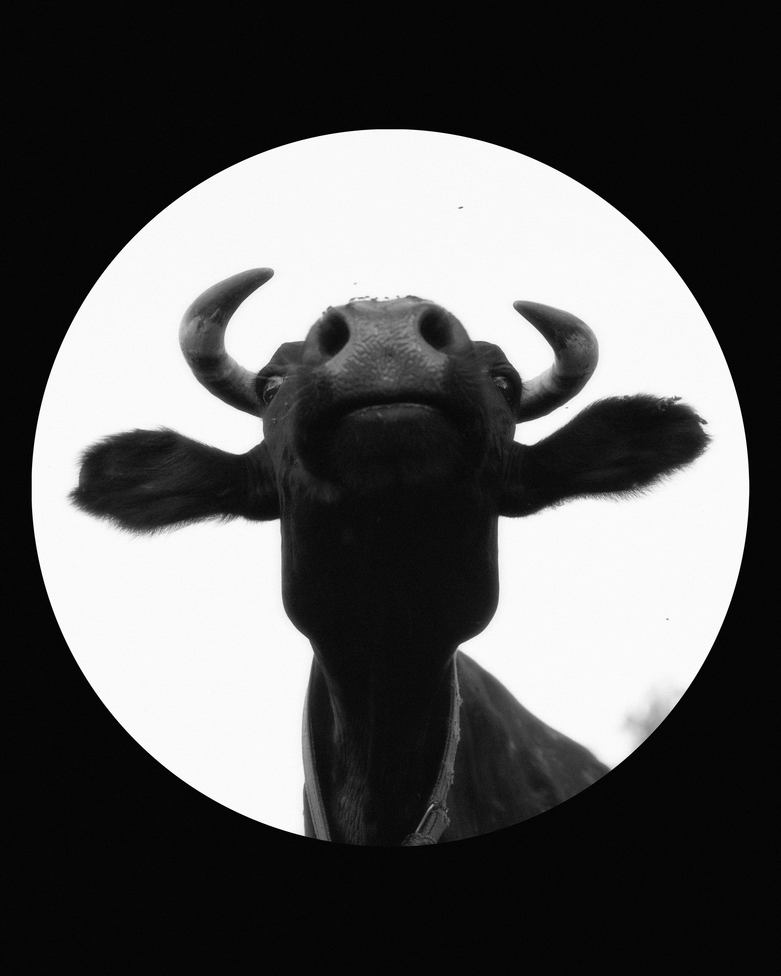 KALUGA. ANNA — PHOTOGRAPHER