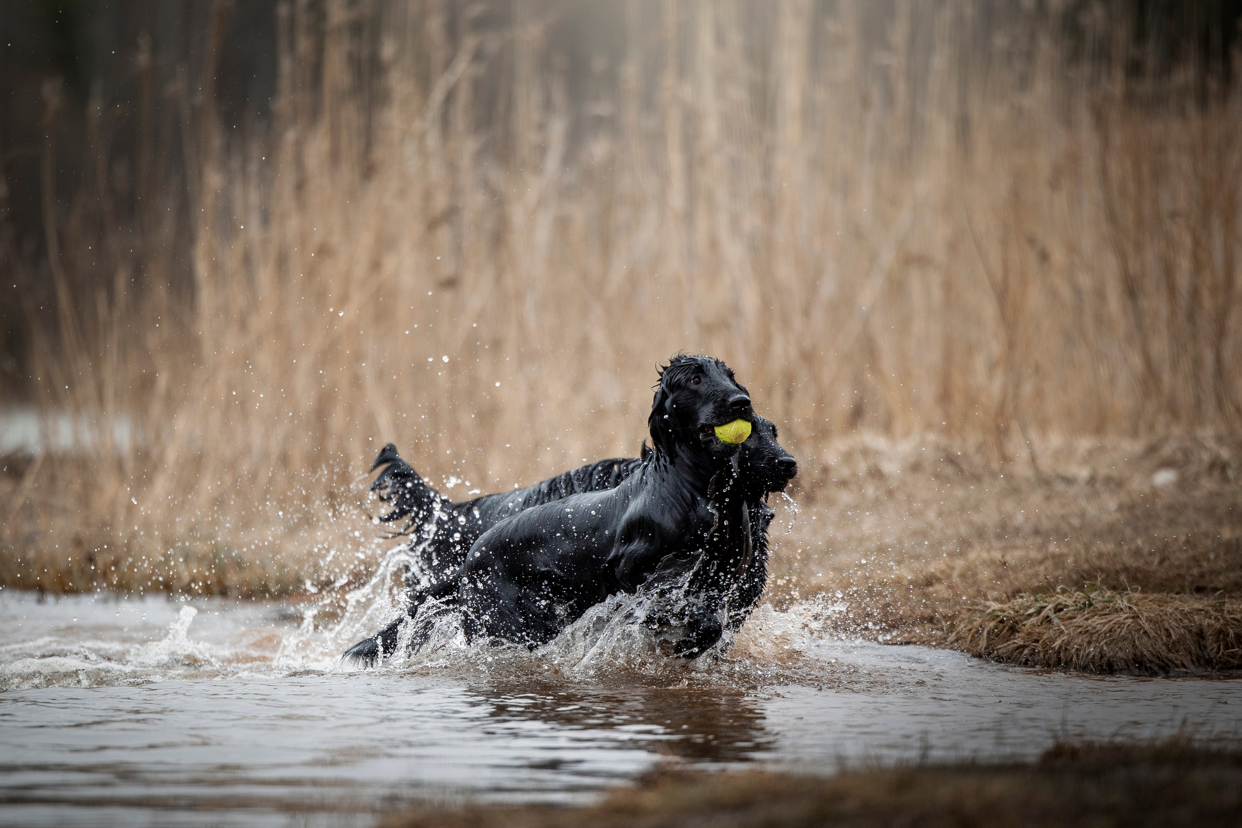 Ора, Ева, Рози и их семья. Фотограф — Анималист | Санкт-Петербург