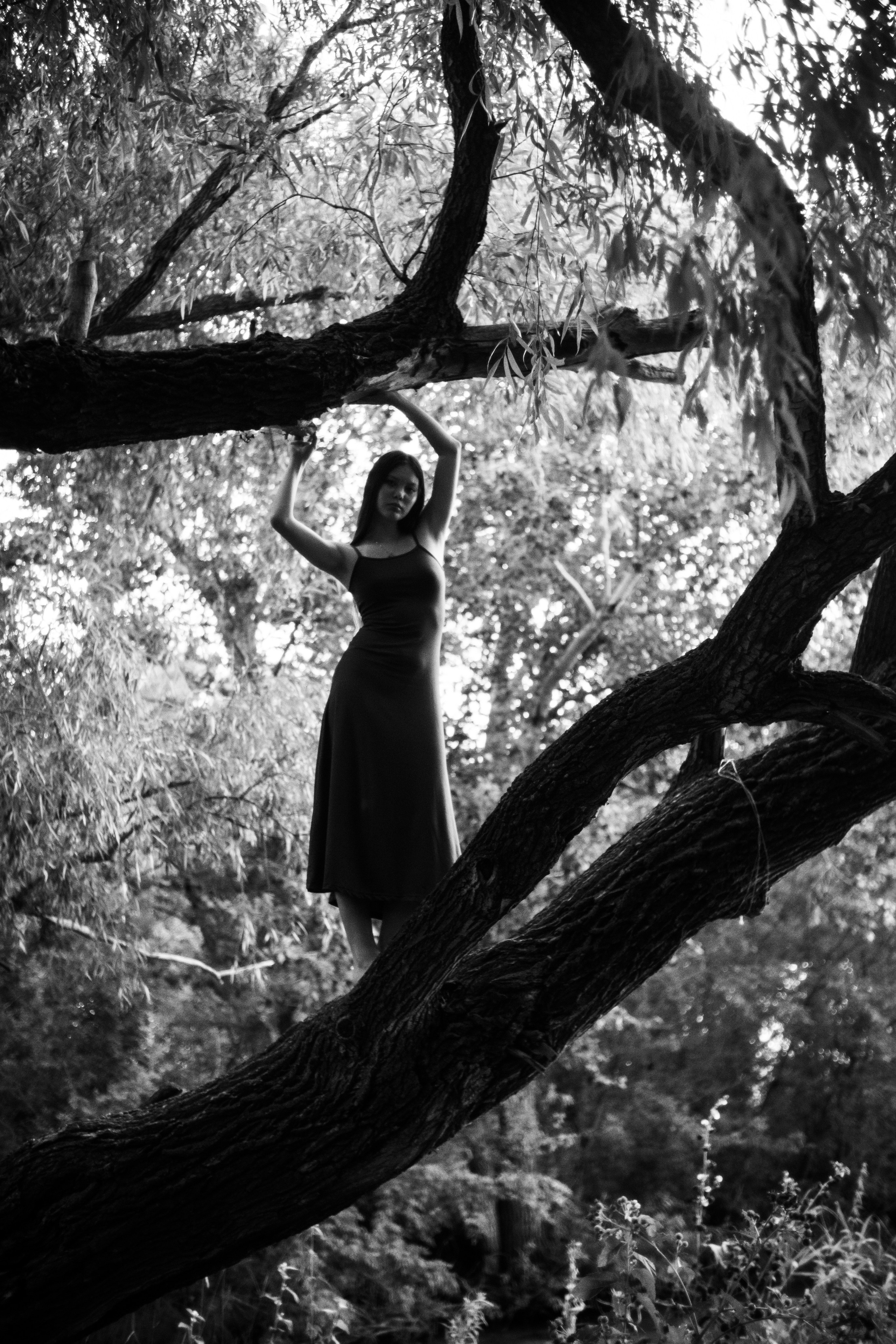 Дарна на дереве. Фотограф Коробова Екатерина