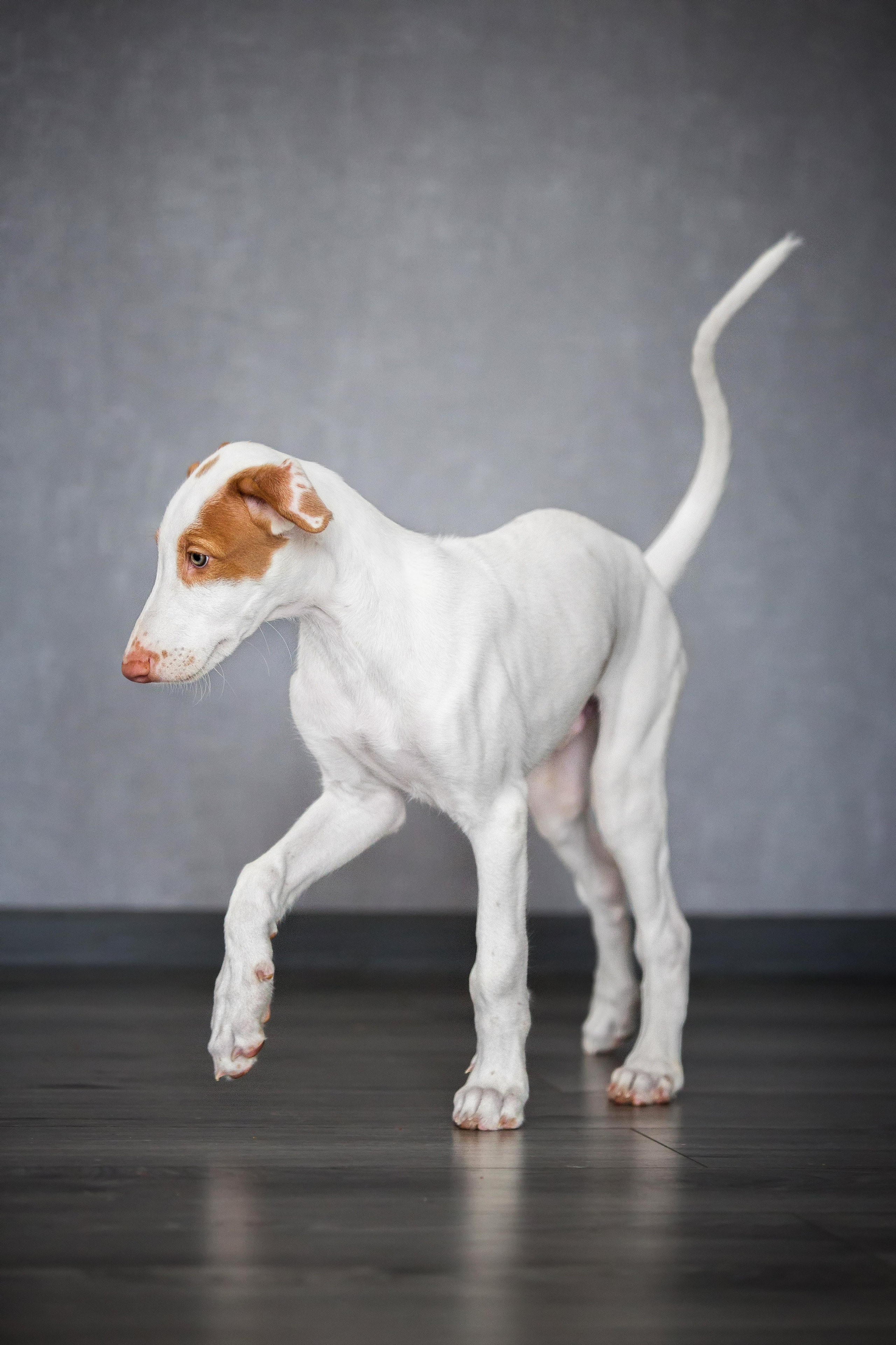 Поденко Ибиценко. Https://moshkovaphoto.ru/