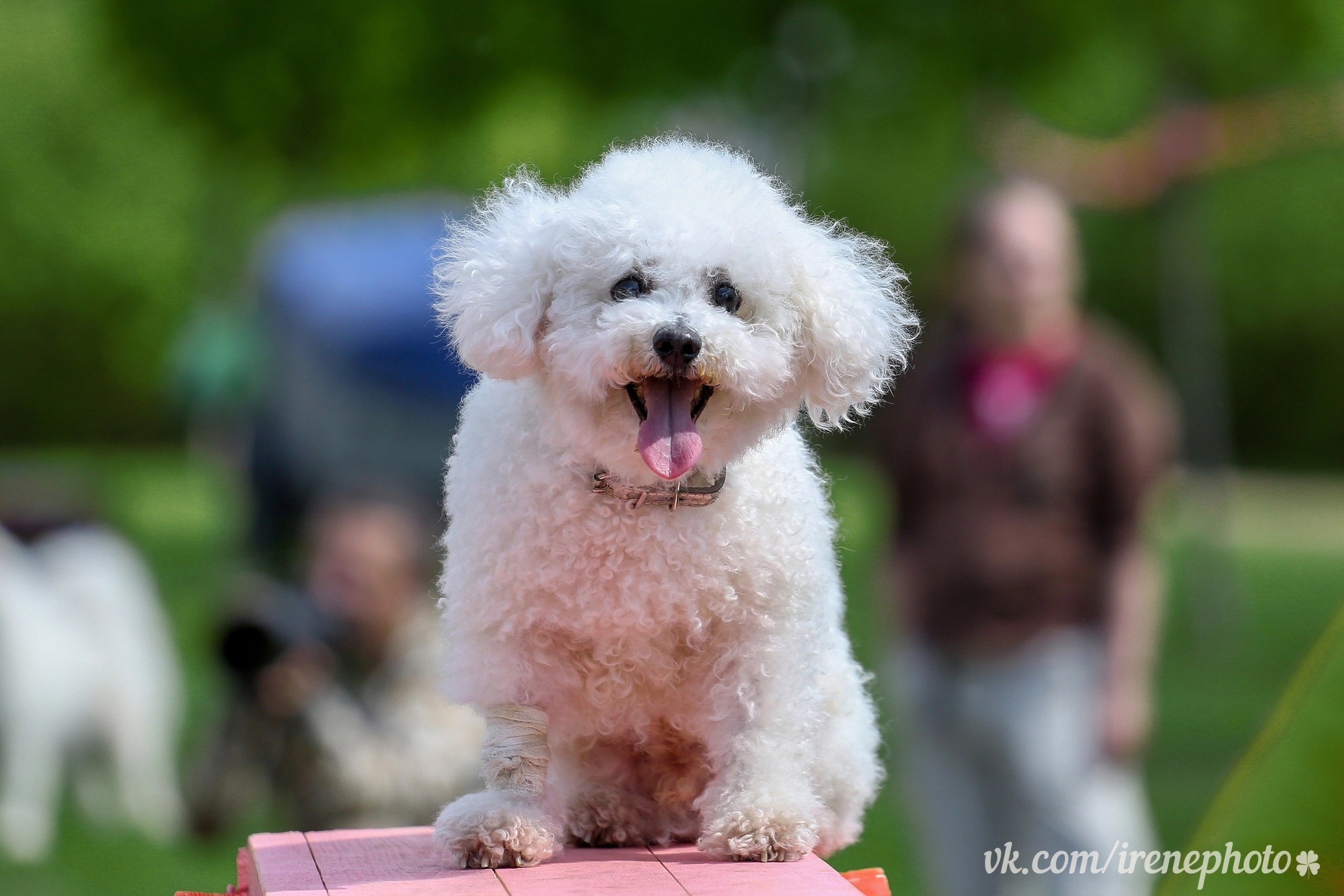 Собаки. Портреты. Irenephoto.ru