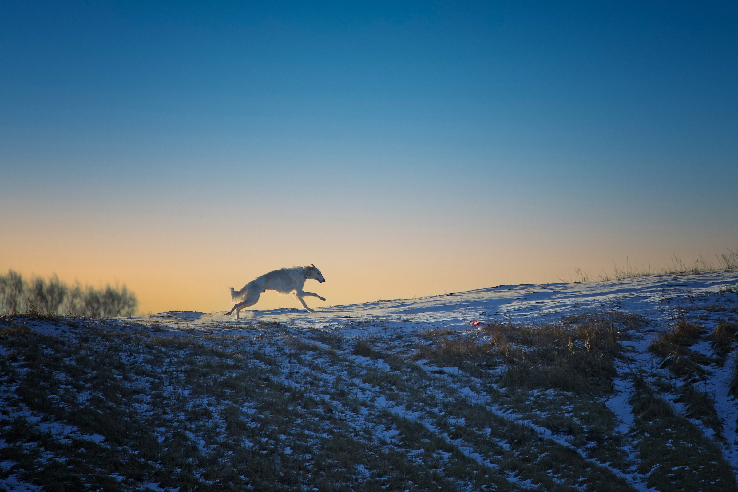 Собаки в движении. Irenephoto.ru