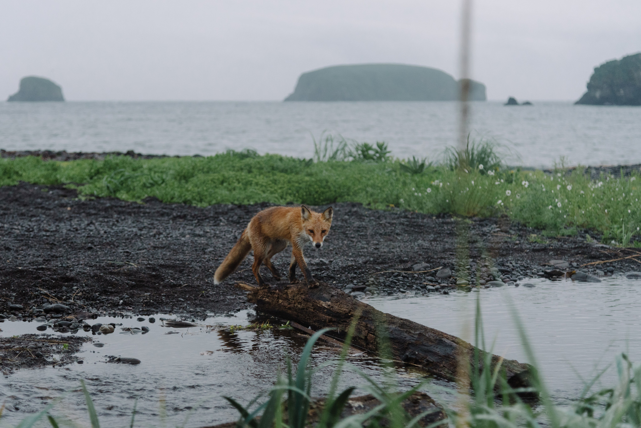Сахалин и Курильские острова. Фотограф Алиса Калинина