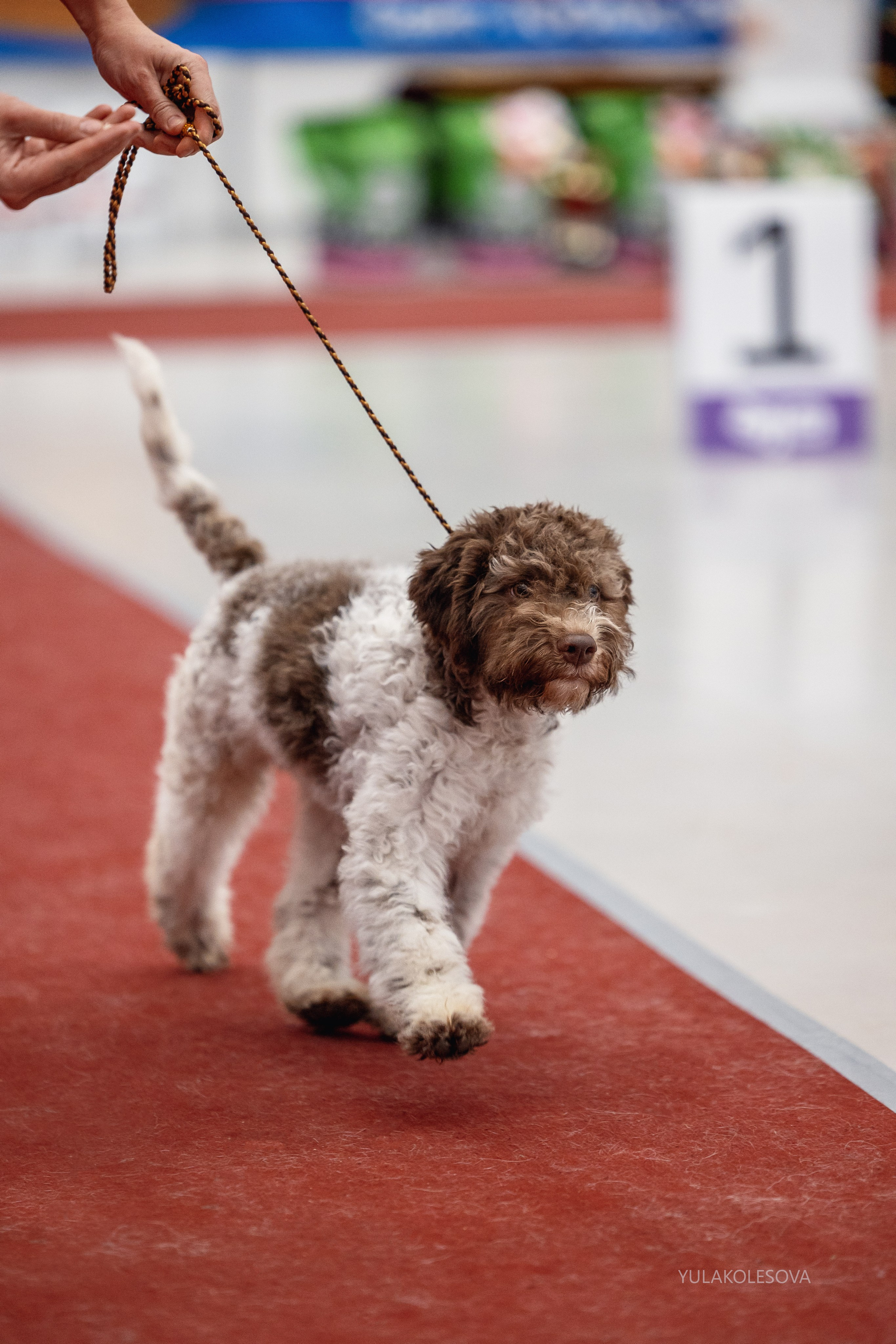 14.12.2024 Выставка собак всех пород «Кубок Дружбы — 2024». YULA KOLESOVA | Фотограф — Анималист | Художник | Тюмень