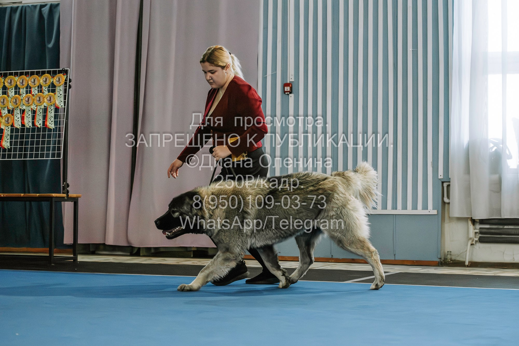 Выставка собак Красноярск 29.10.2023. Фотограф Диана Оленина Красноярск / Братск