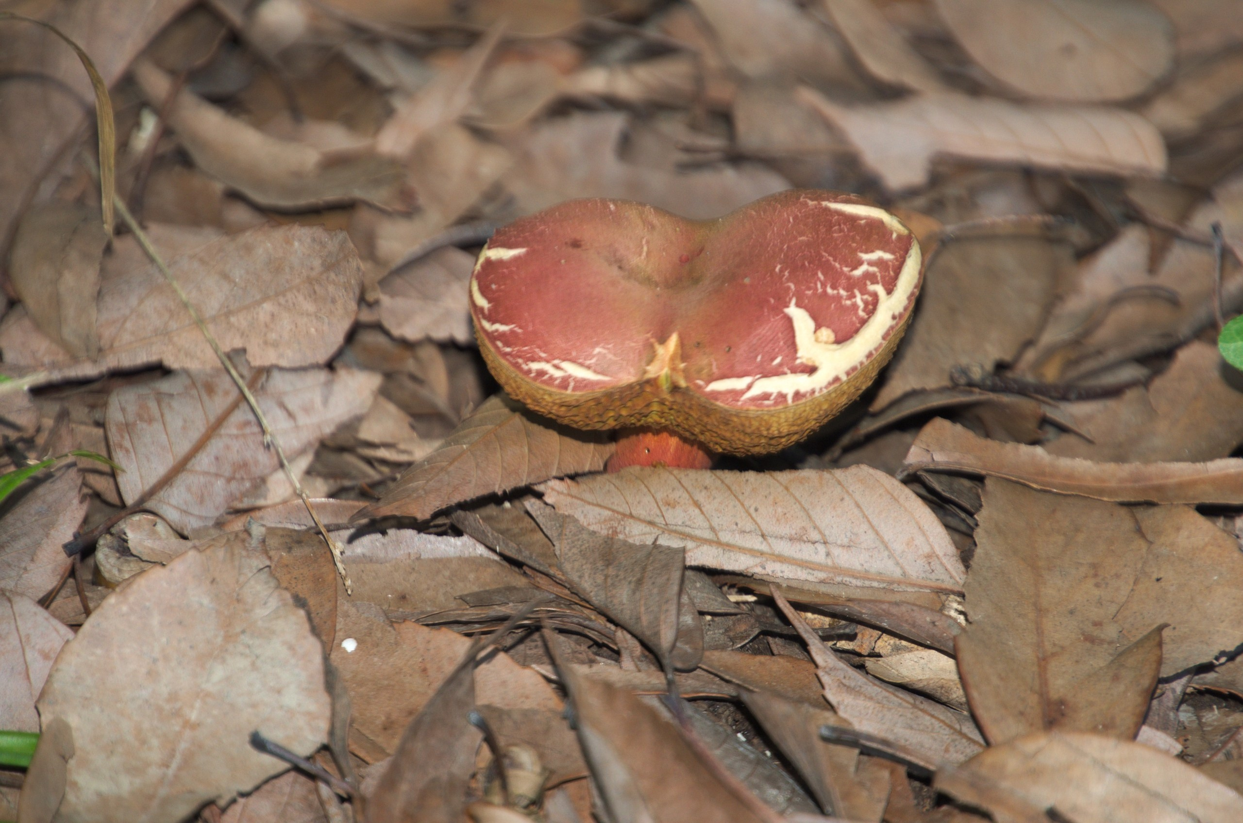 Сочи | 05-06.10.2019. Галерея Фантим