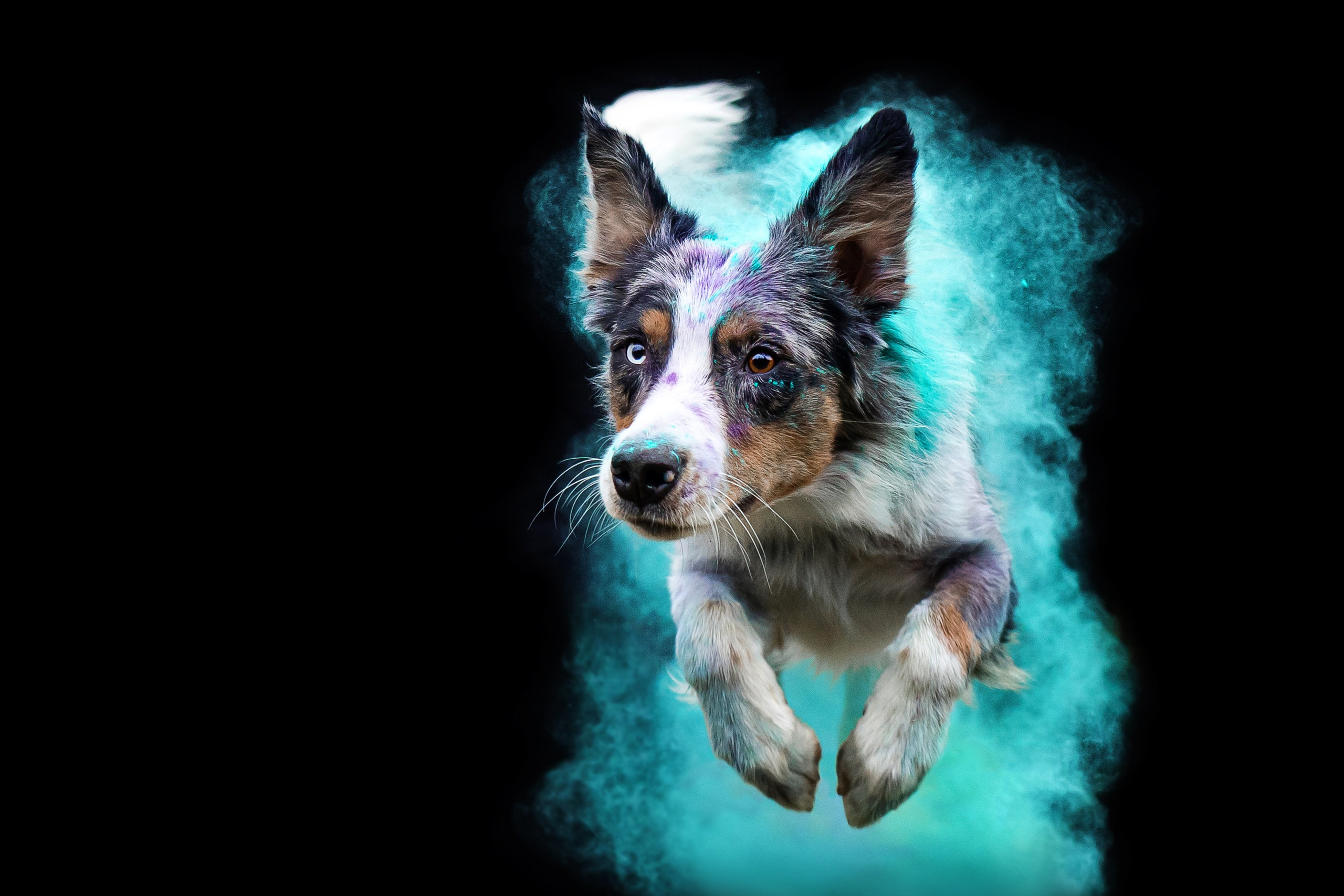 Пиксель и Зола