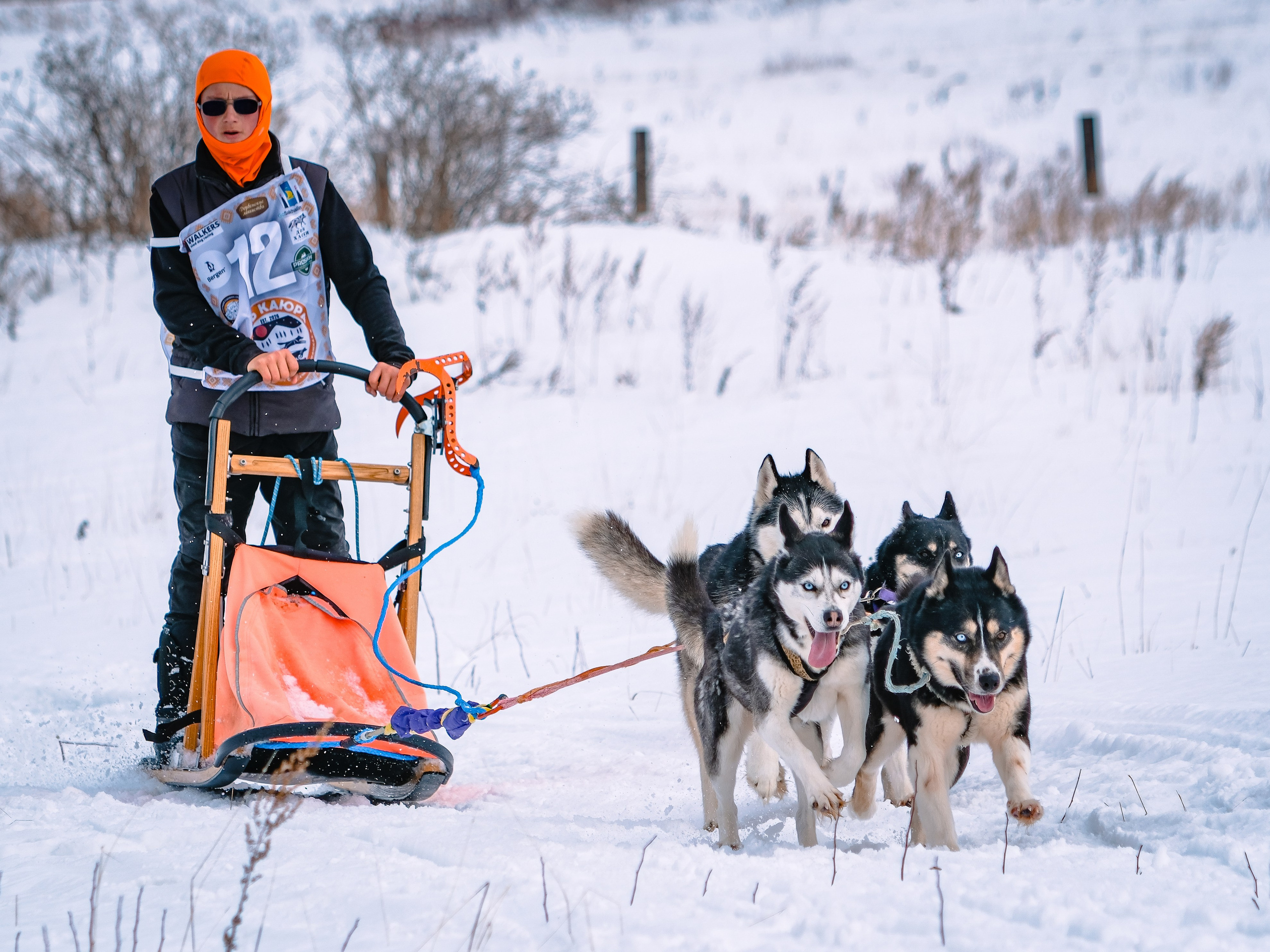 Фестиваль ездового спорта. Фотограф. г. Южно-Сахалинск. Олег Толстов