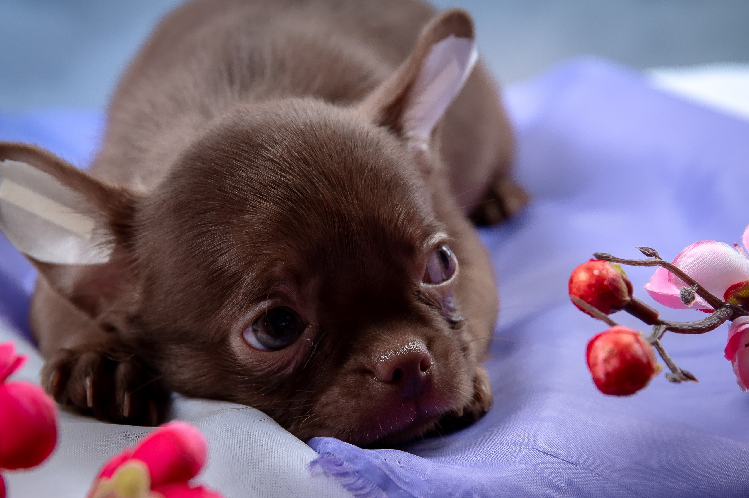 Щенки. Фотограф-анималист в Санкт-Петербурге Анастасия Иванова