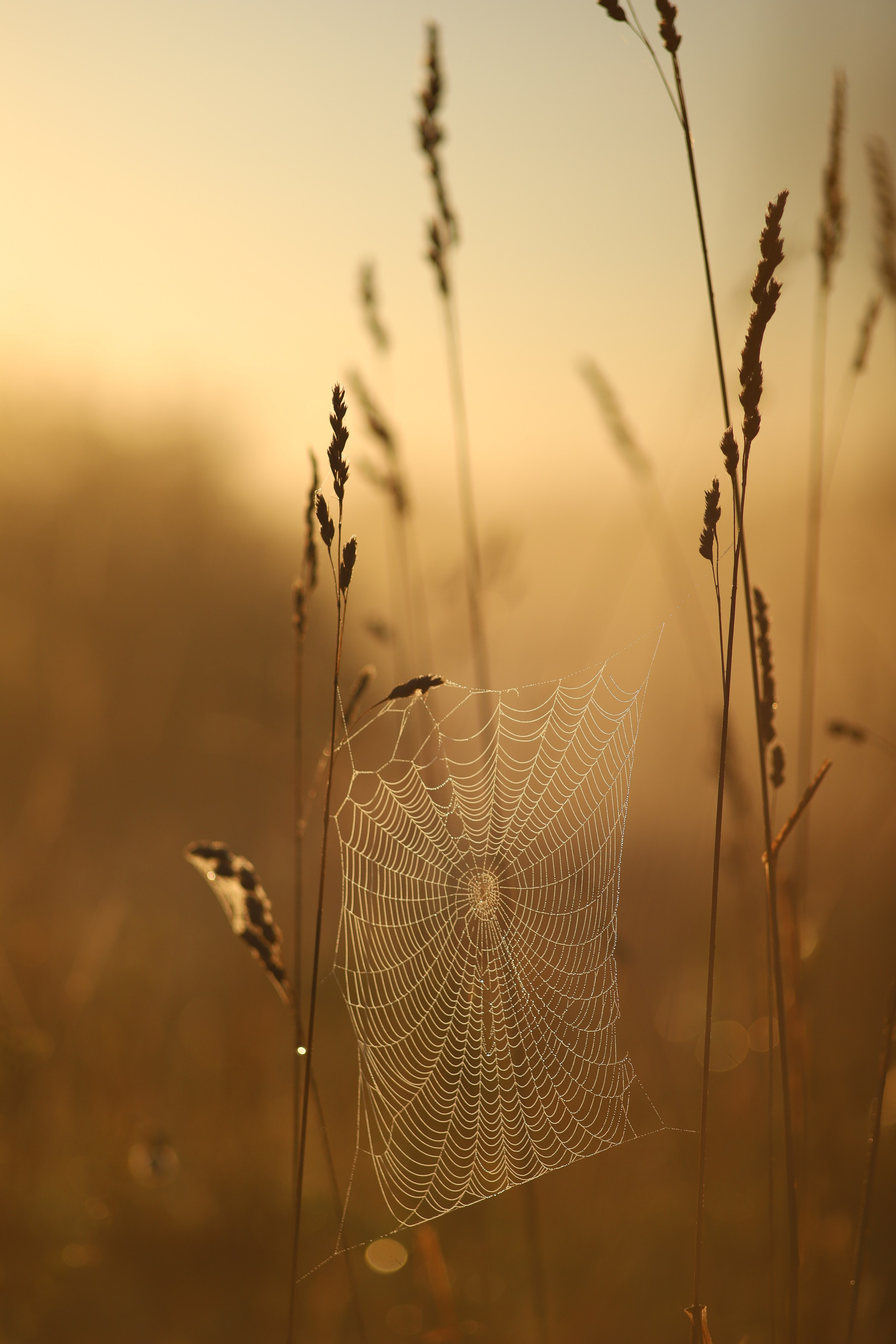 Природа. Фотограф Ольга Мурзина