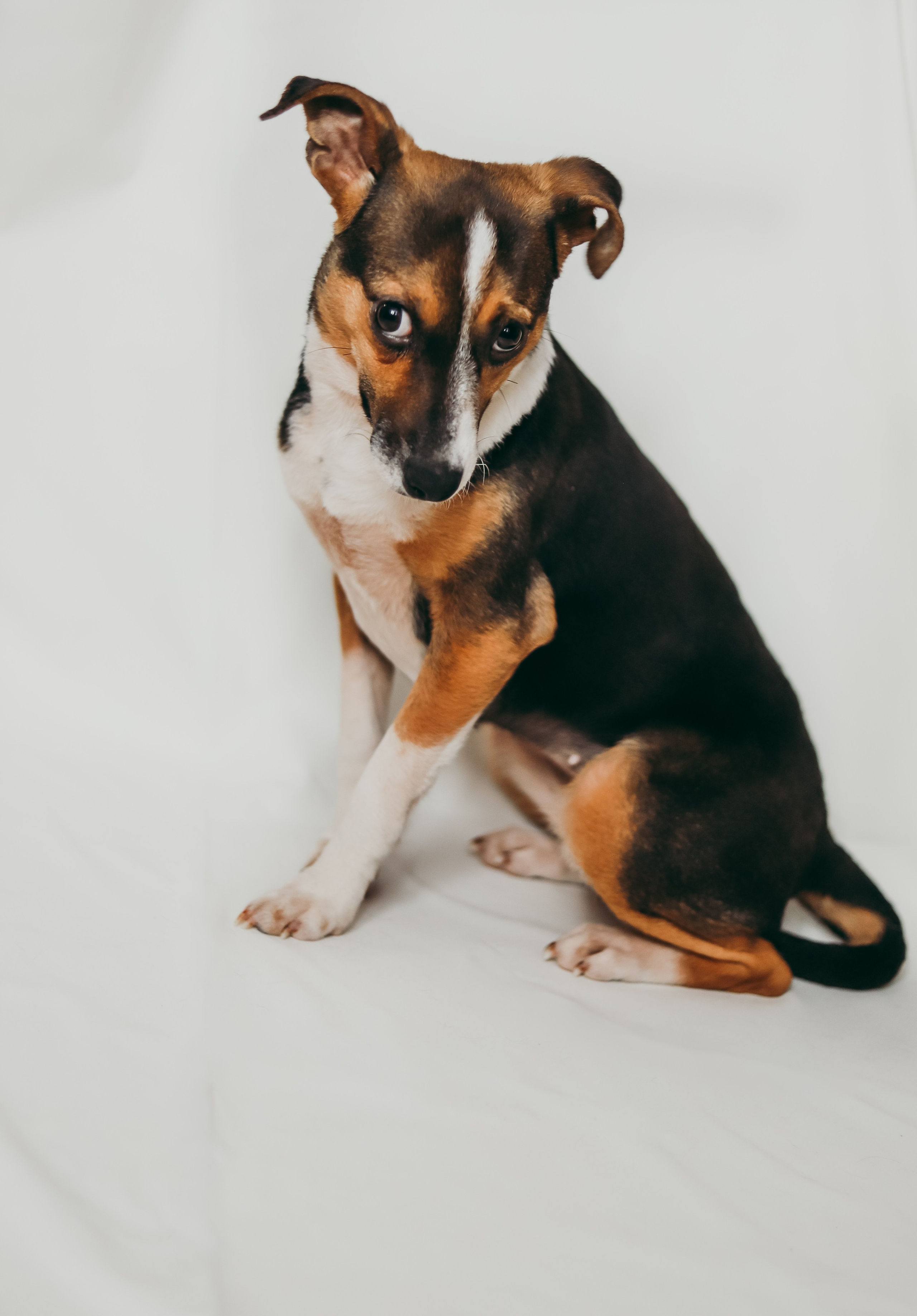 Для приюта (уже дома). Фотограф Москва и Санкт-Петербург