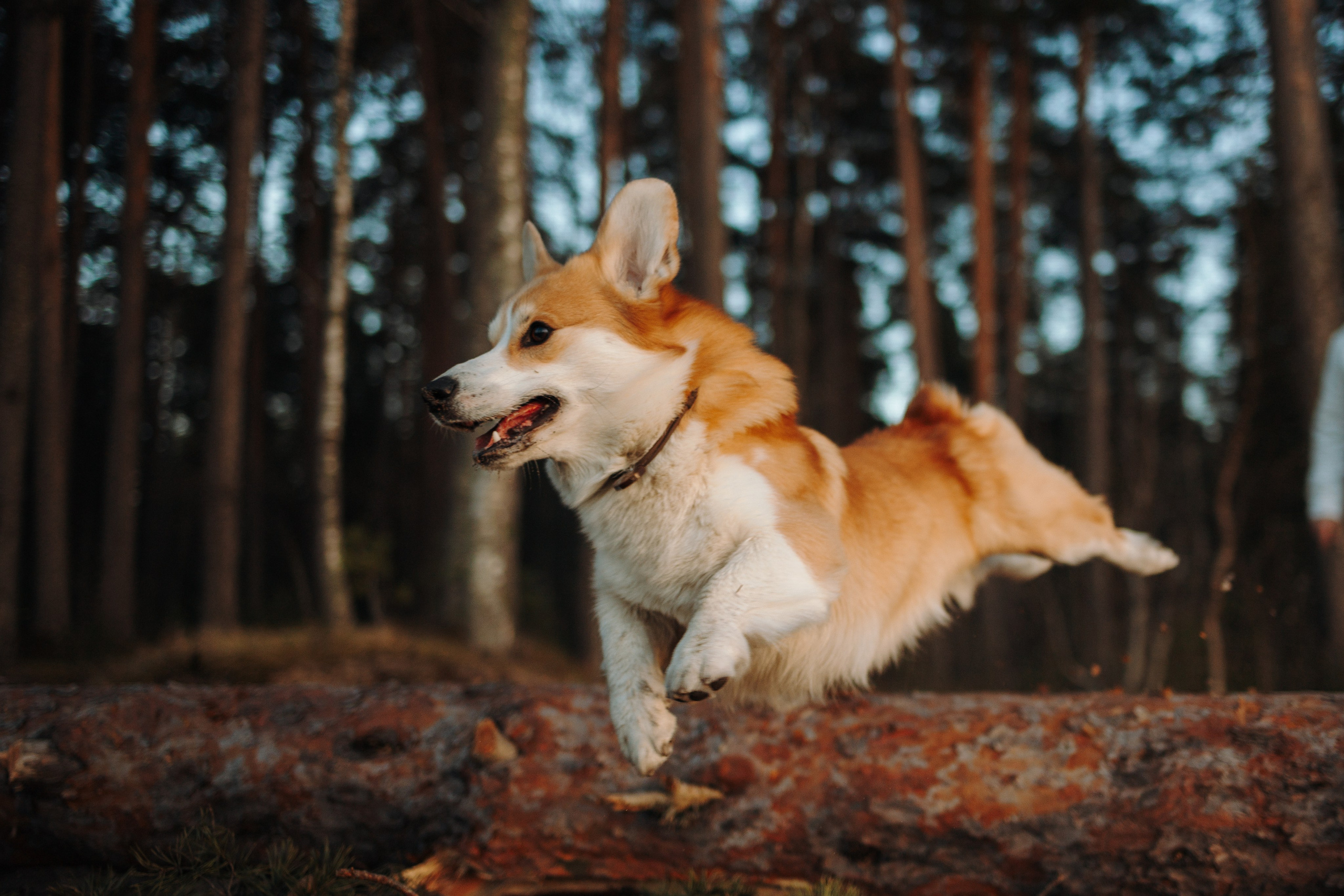 Найт и его семья. Фотограф — Анималист | Санкт-Петербург