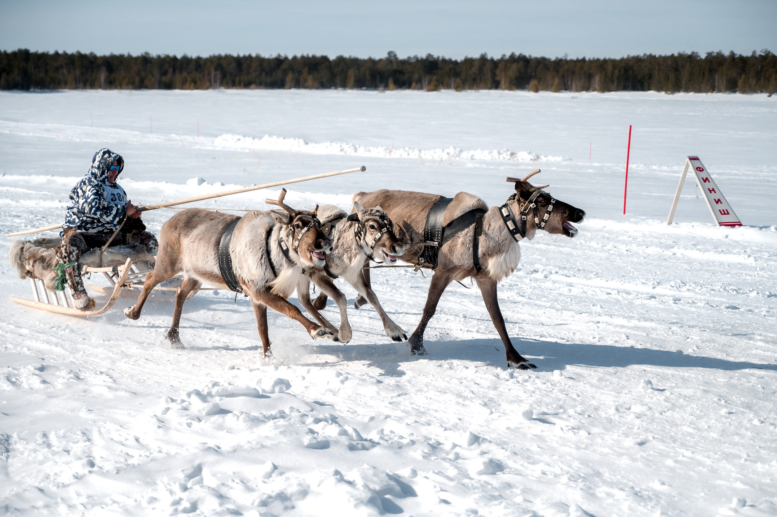 День оленевода г. Когалым. Фотограф Нижний Новгород