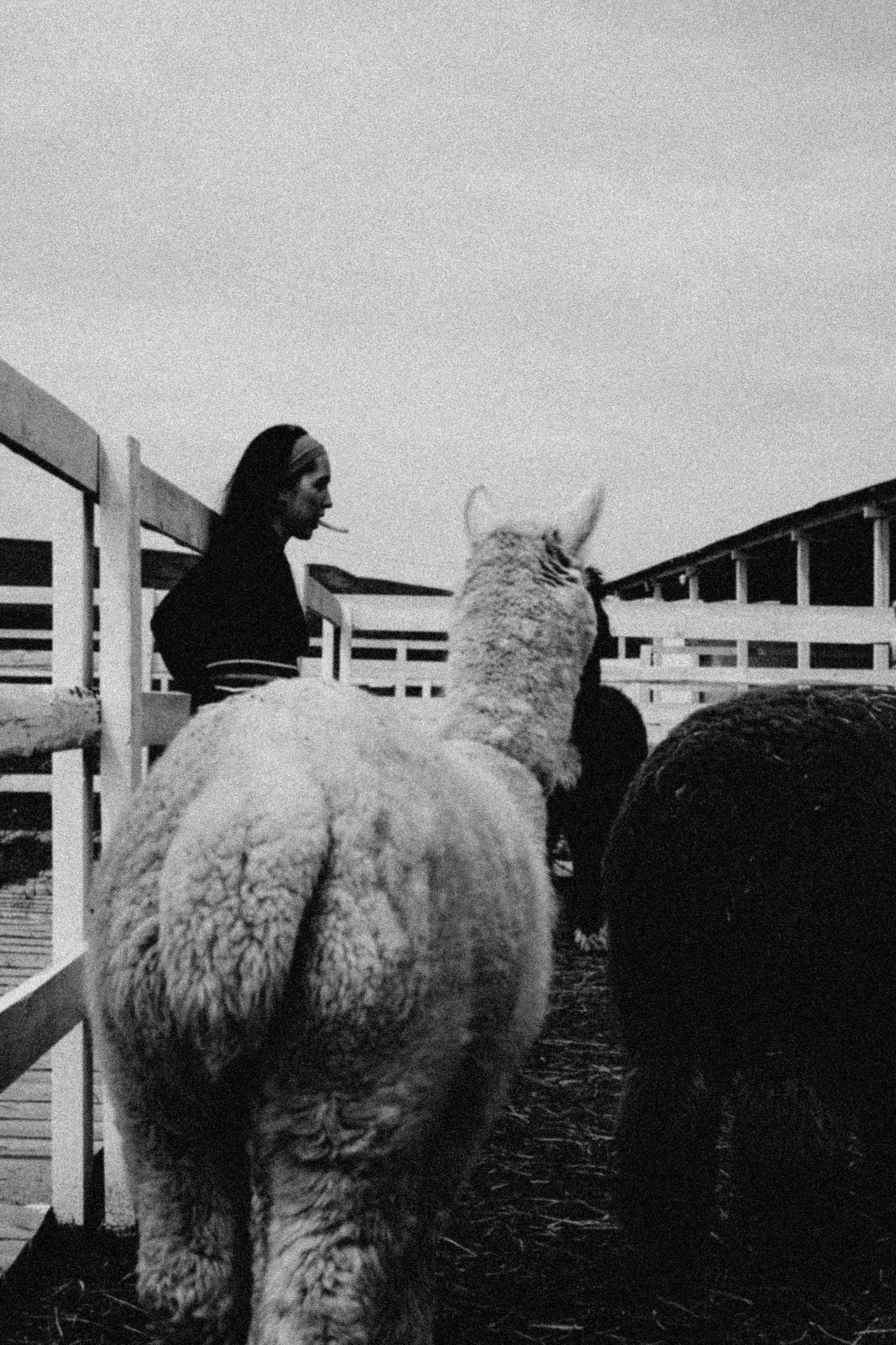 Ферма Альпак. Профессиональный фотограф, Санкт-Петербург — Виктория Богомолова