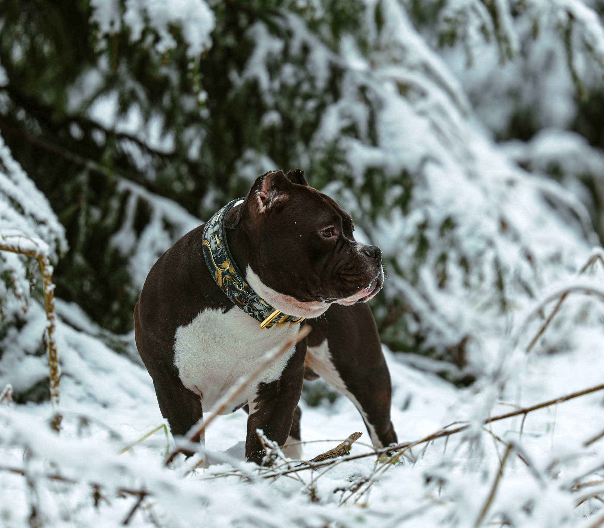 Бумер 24/11/24. Виктория Михайловская. Фотограф-анималист. Москва