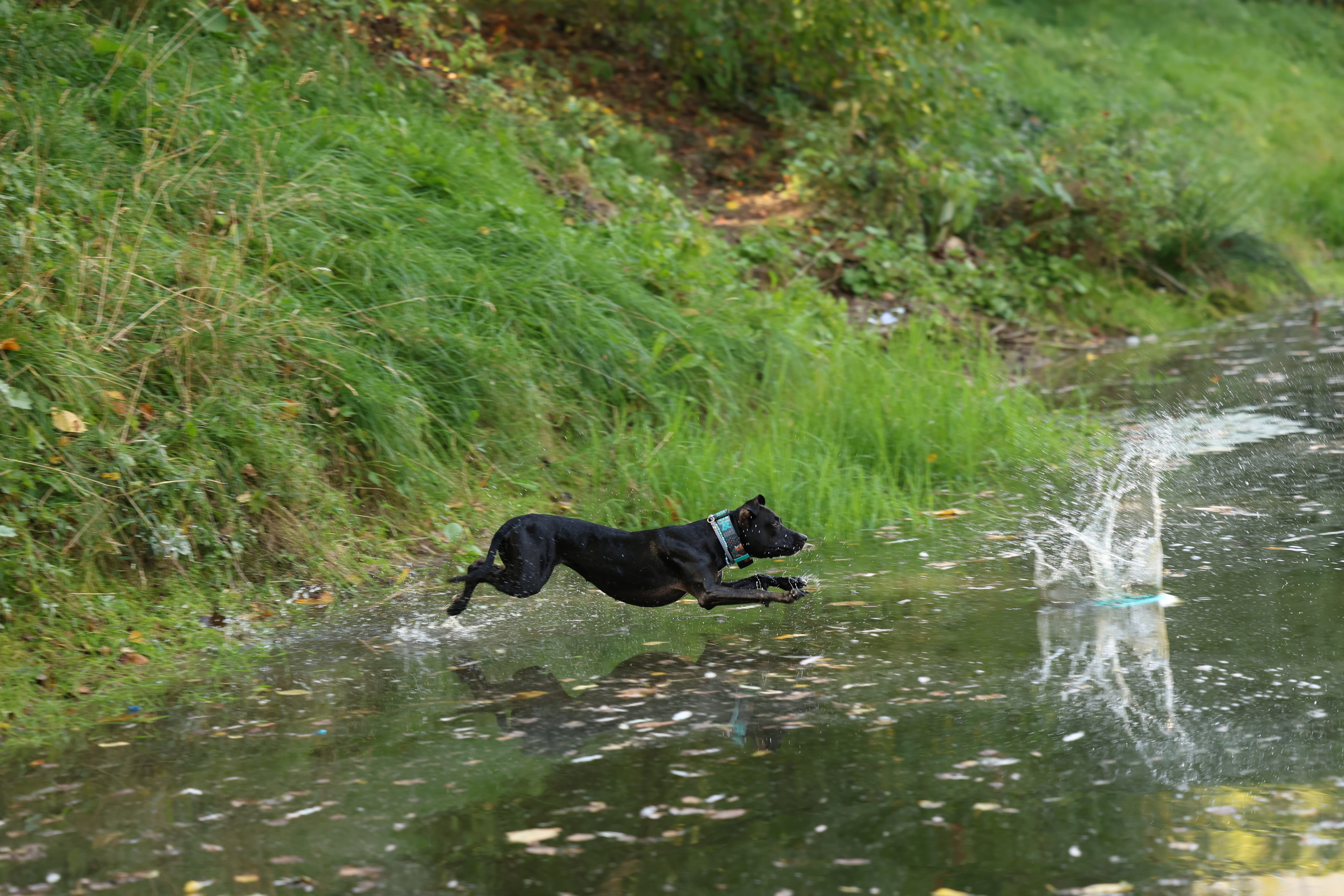 Алена и Бора. Виктория Михайловская. Фотограф-анималист. Москва