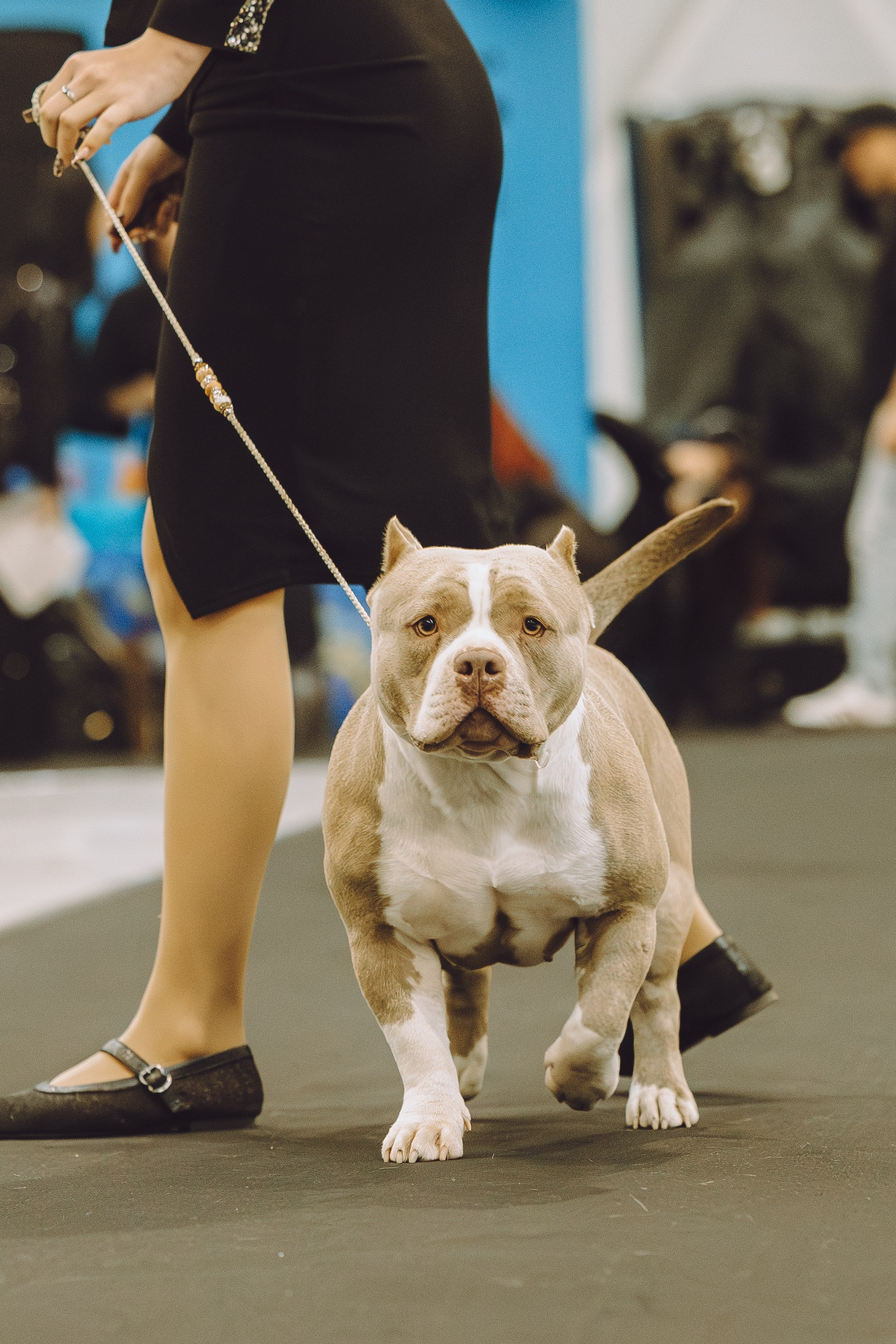 АВКС. Виктория Михайловская. Фотограф-анималист. Москва