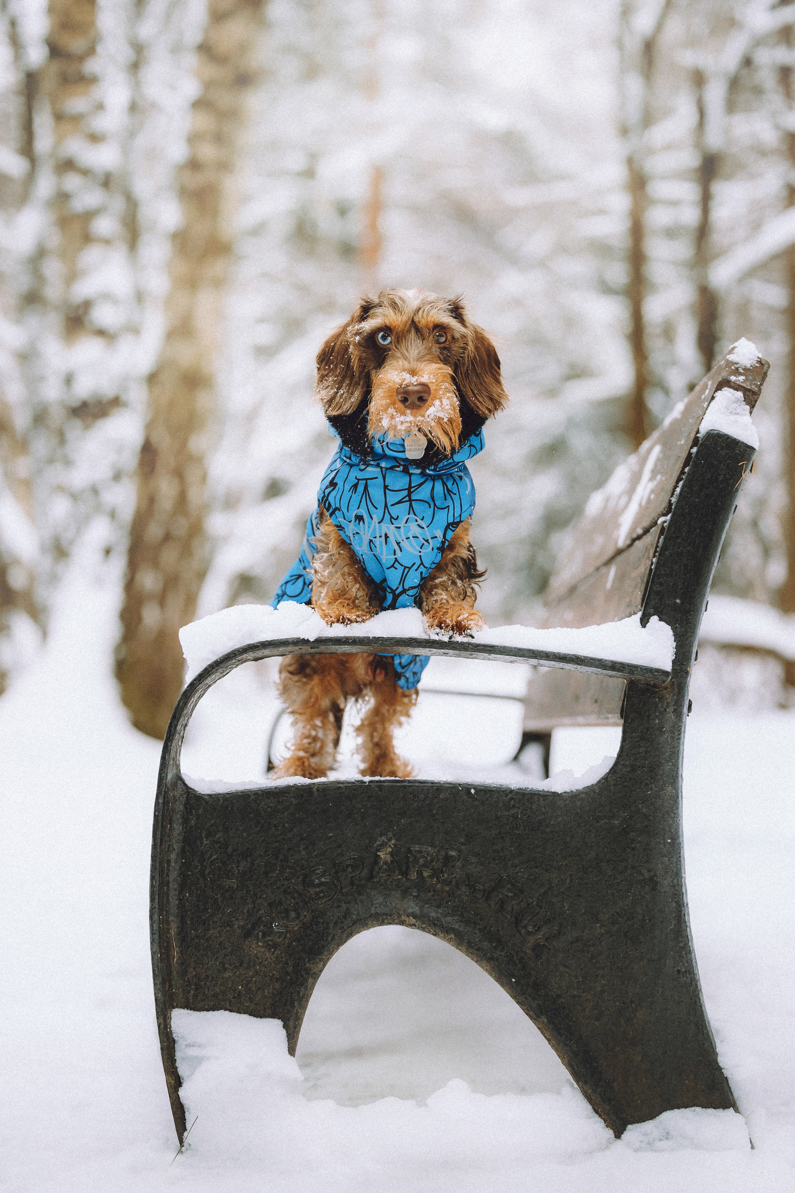 Каспер и его семья
