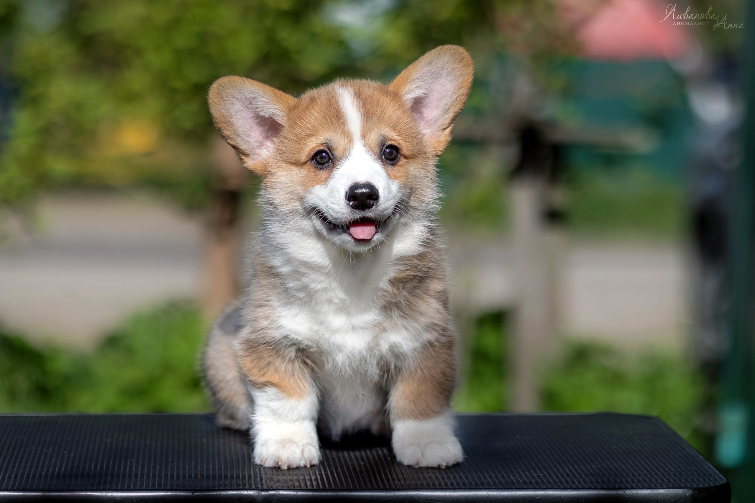 Коржики. Фотограф анималист Аня Ливанова | Рыбинск