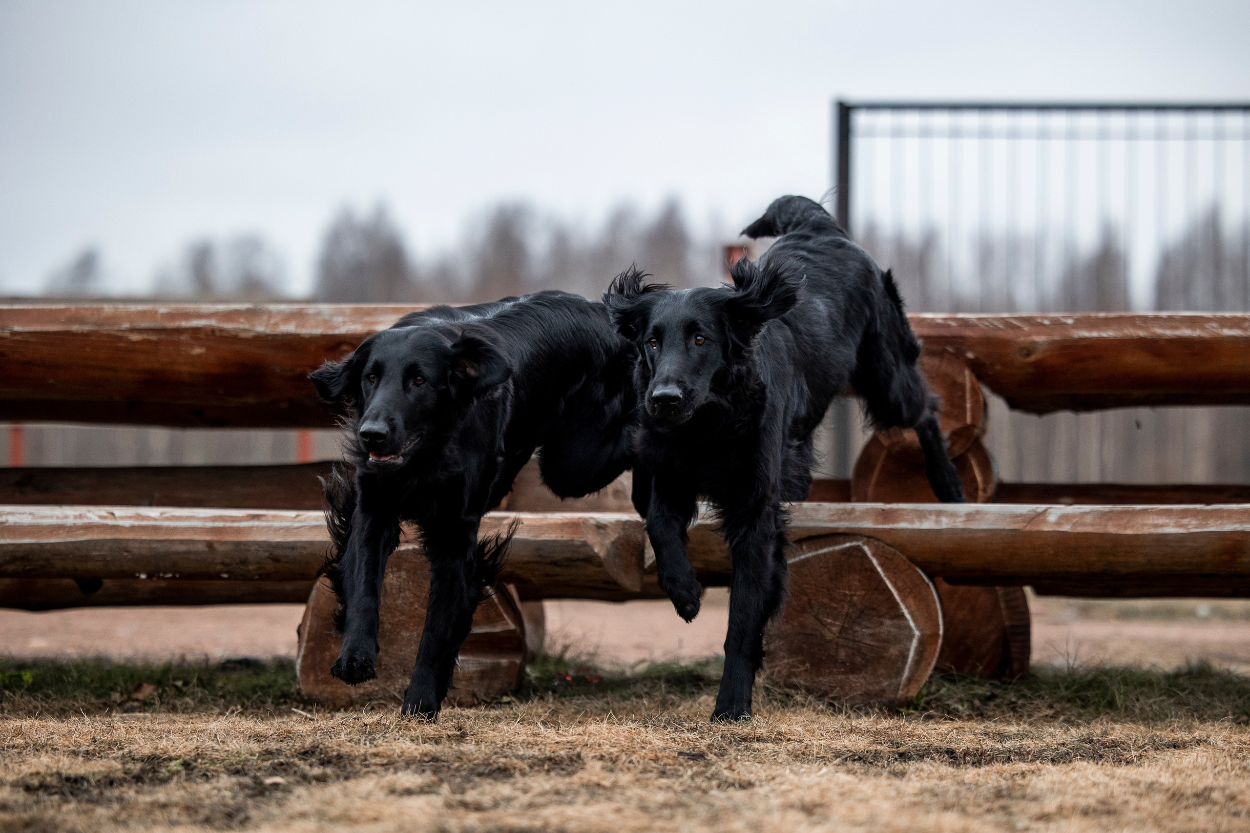 Ора, Ева, Рози и их семья. Фотограф — Анималист | Санкт-Петербург