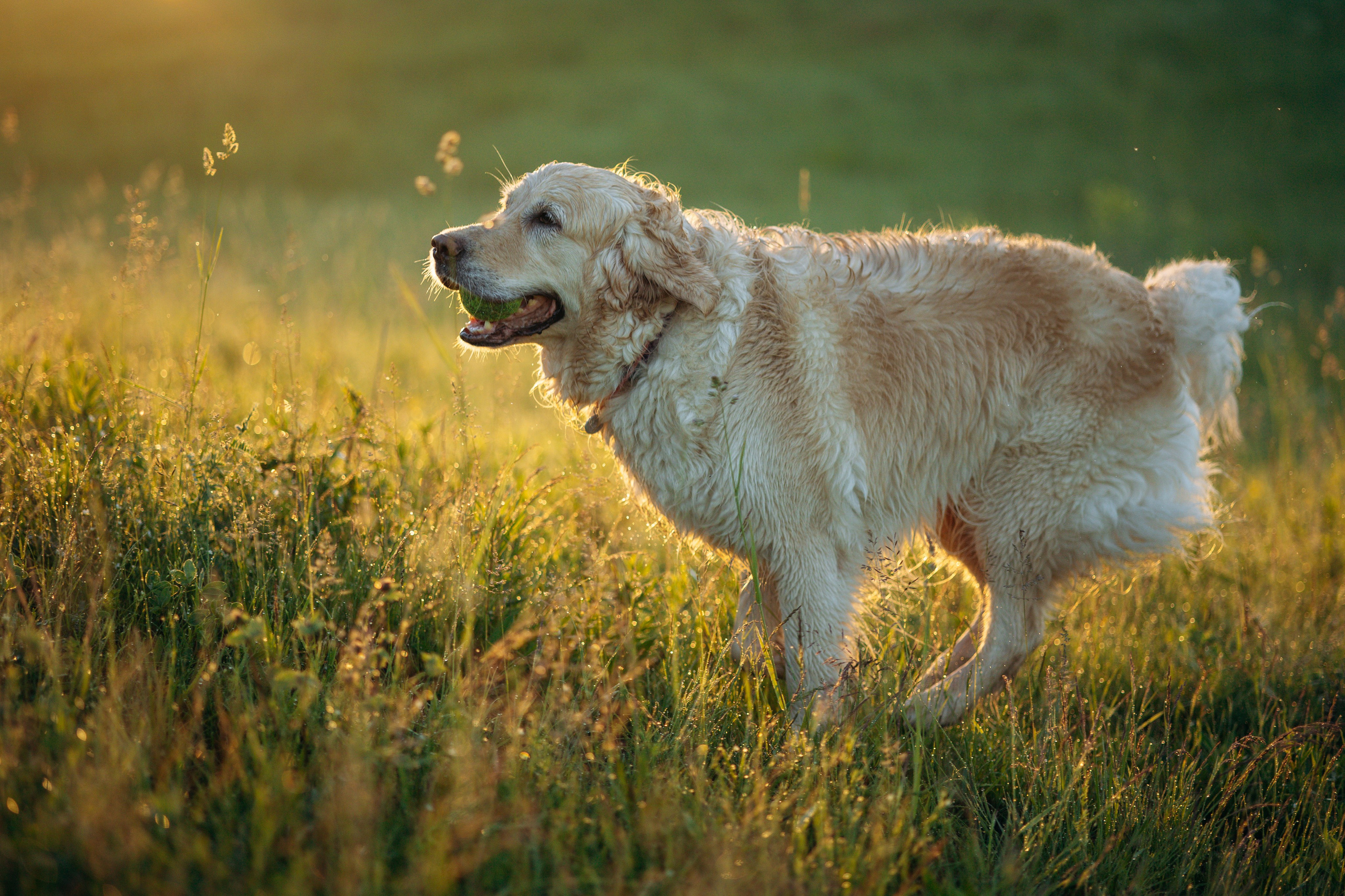 Юля и Руби. Фотограф — Анималист | Санкт-Петербург