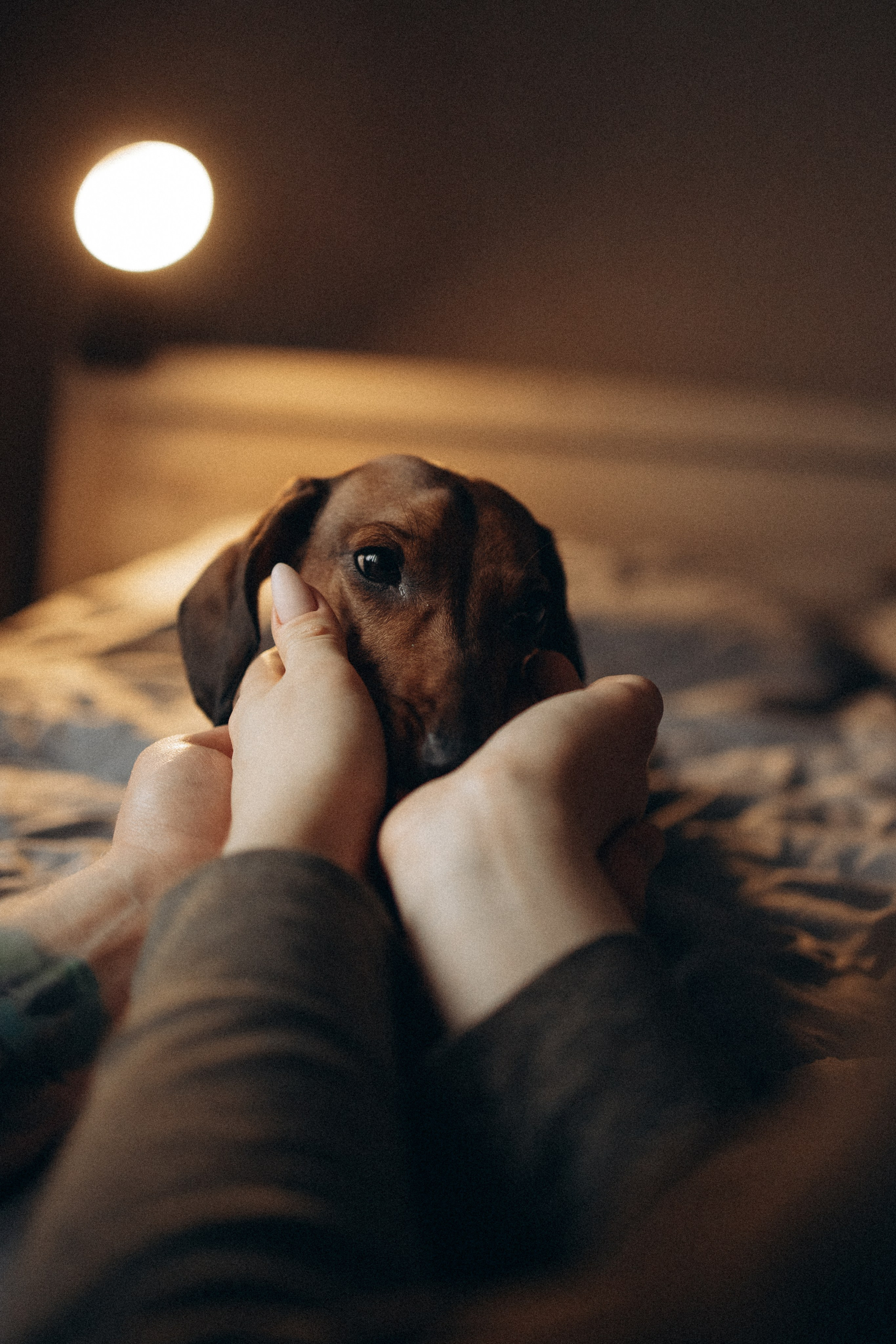 Маша и ее семья. Фотораф — анималист Мария Шистка