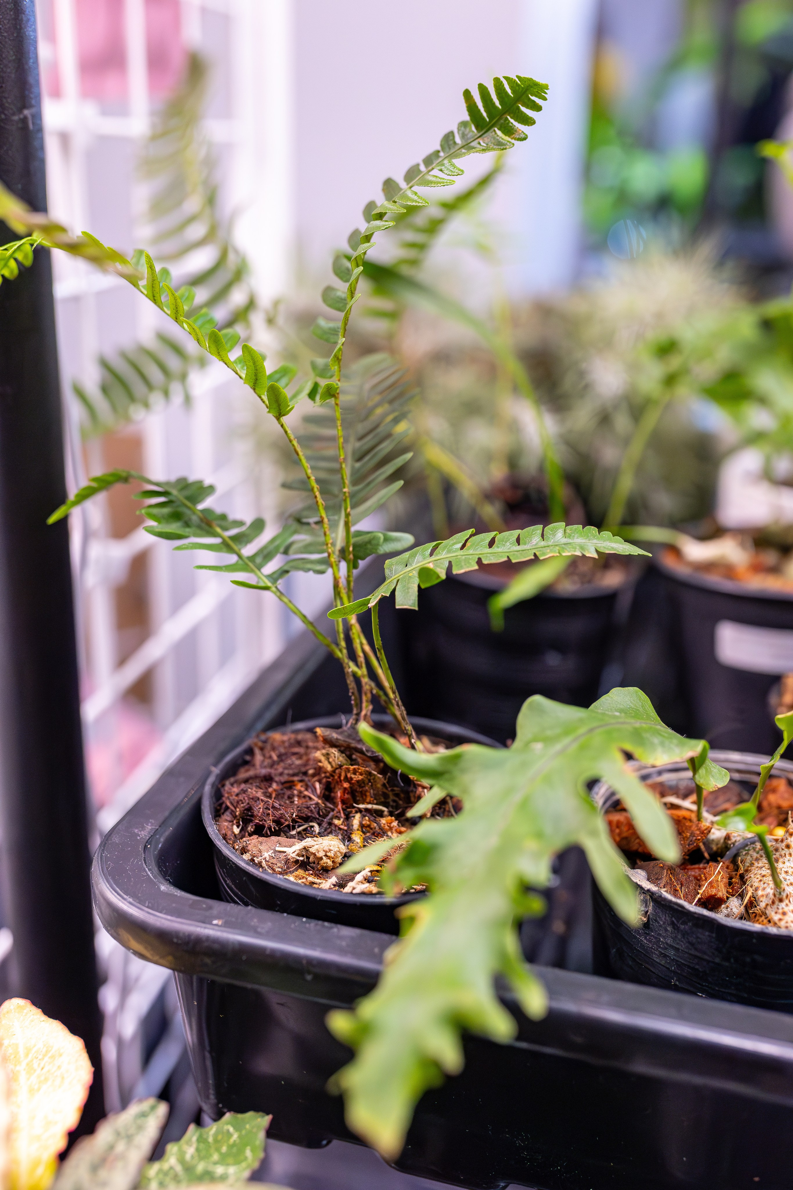 Монстериум апрель 2026. Александра Куликова фотограф, Москва