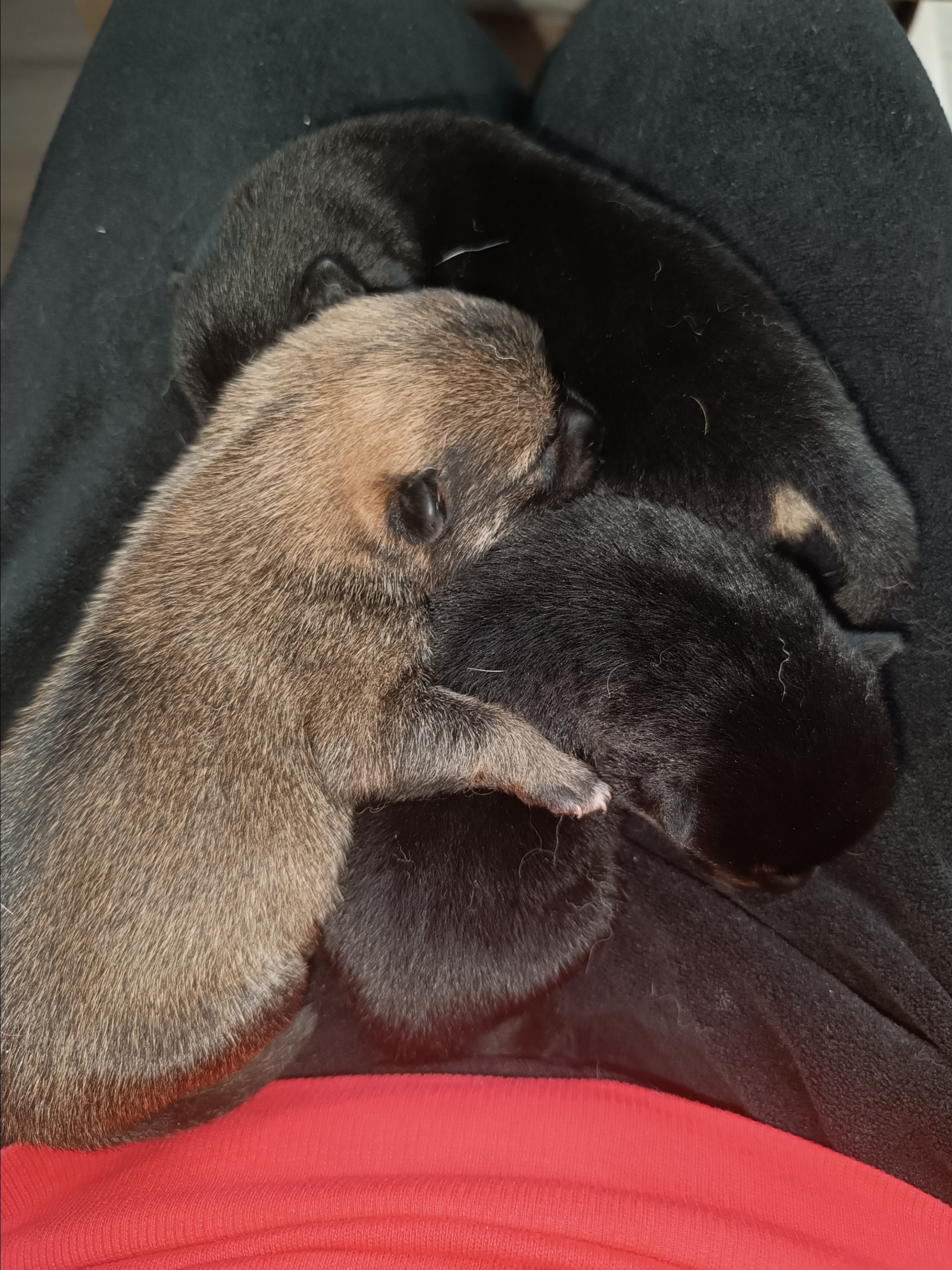 сиба питомник Рубилайт щенки на продажу rubylight  сиба щенки купить СПб Санкт-Петербург 