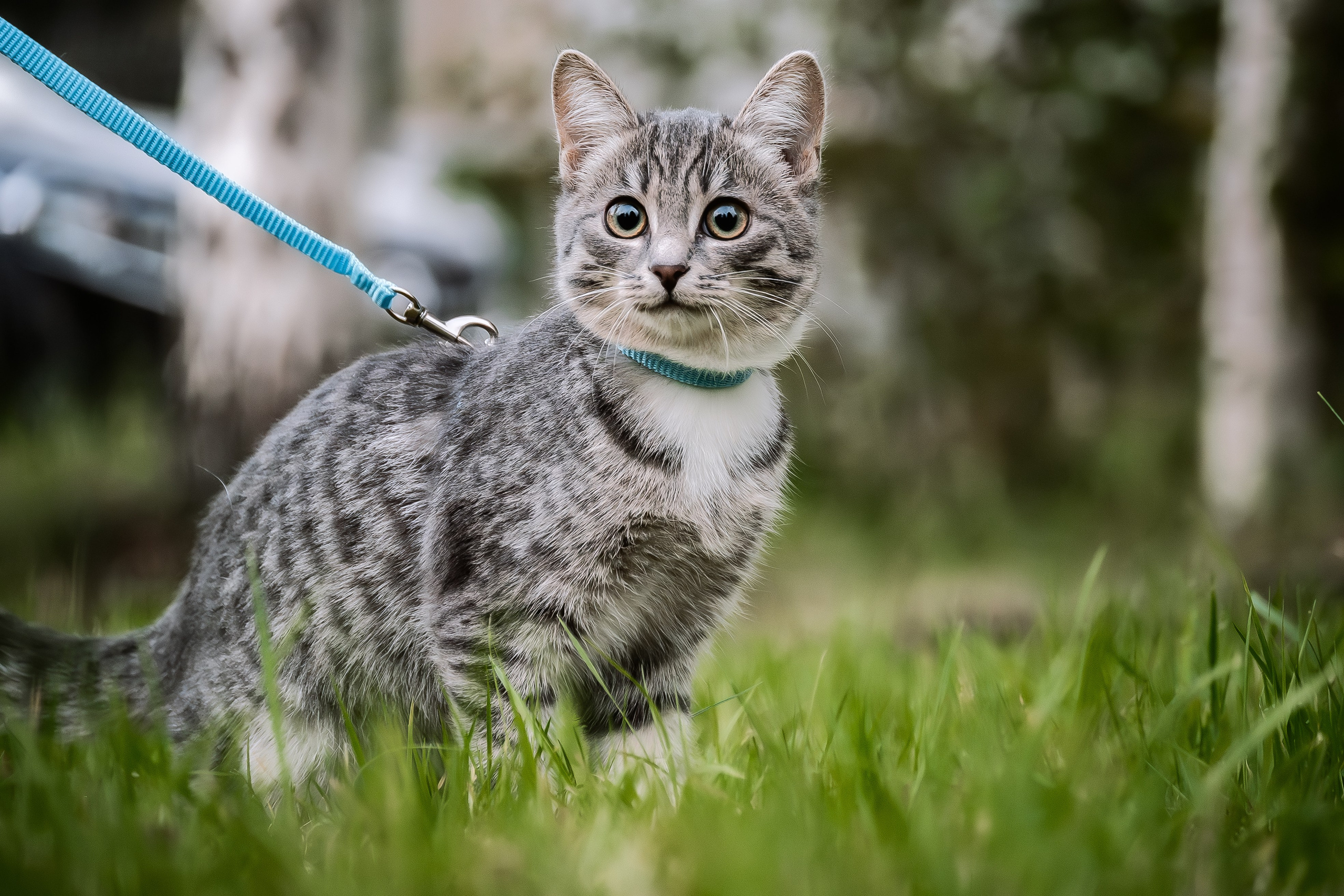Энималс. Место {не}банальных фото