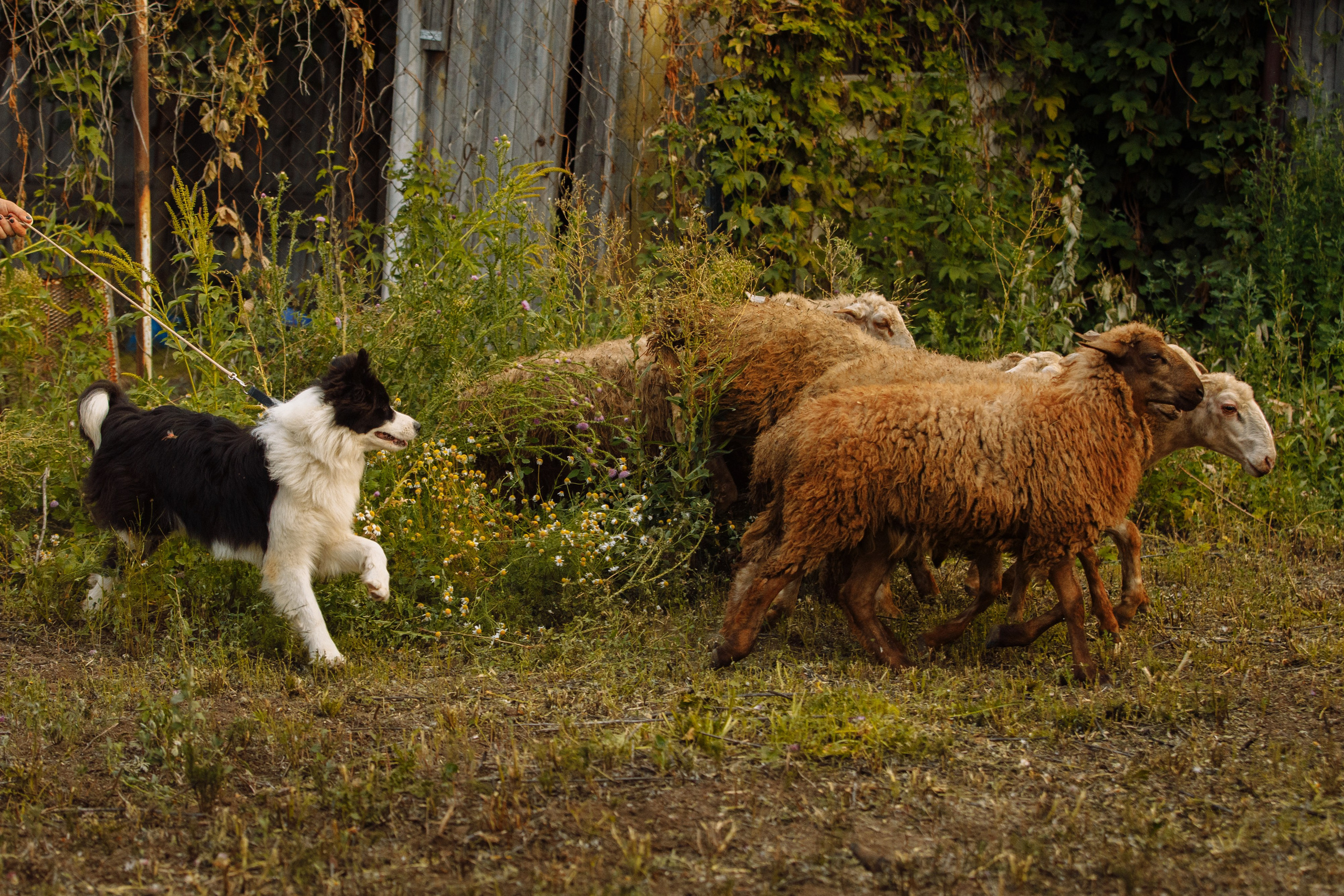 Овечий день. О нас