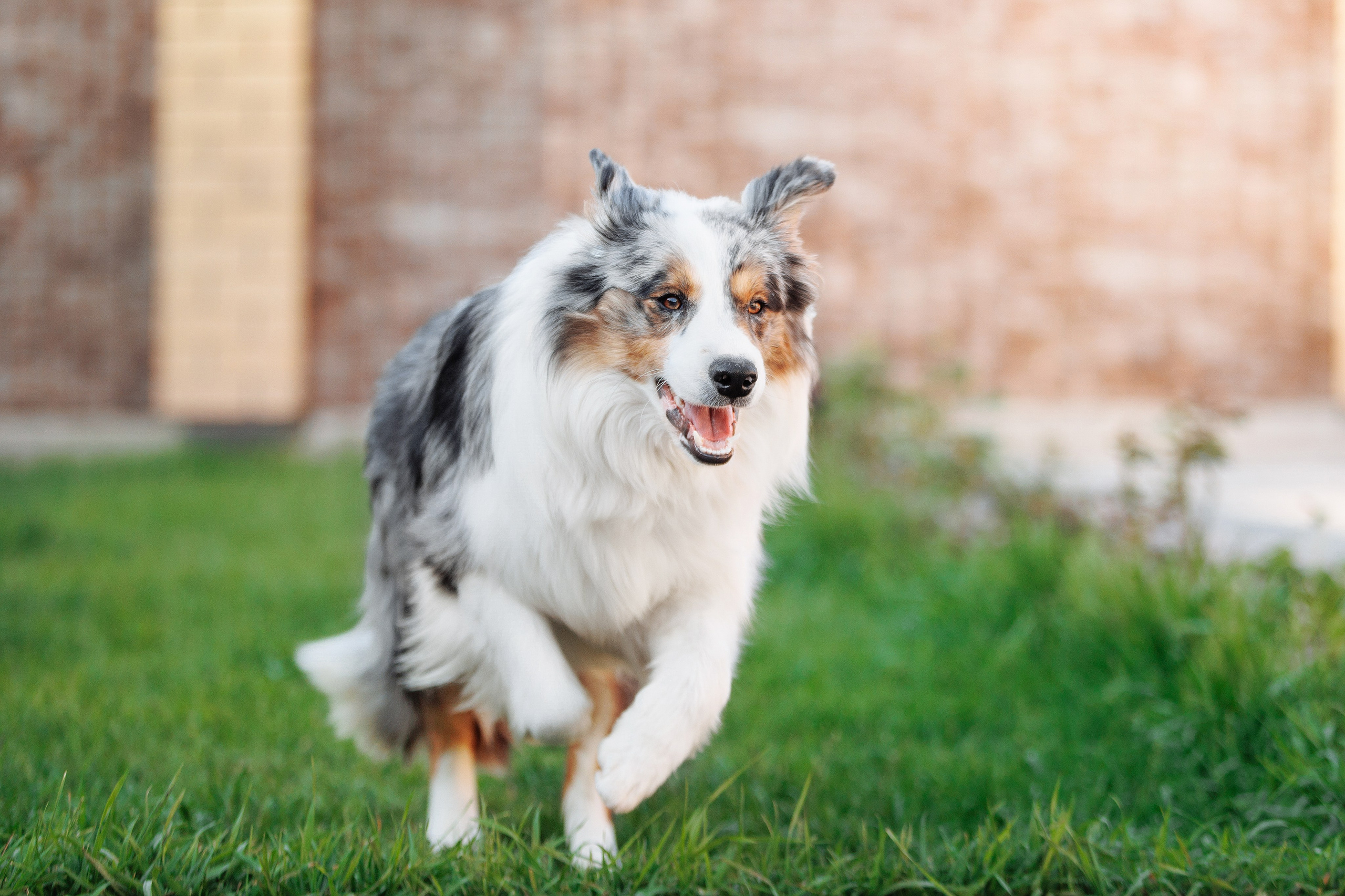 Пушистое. О нас