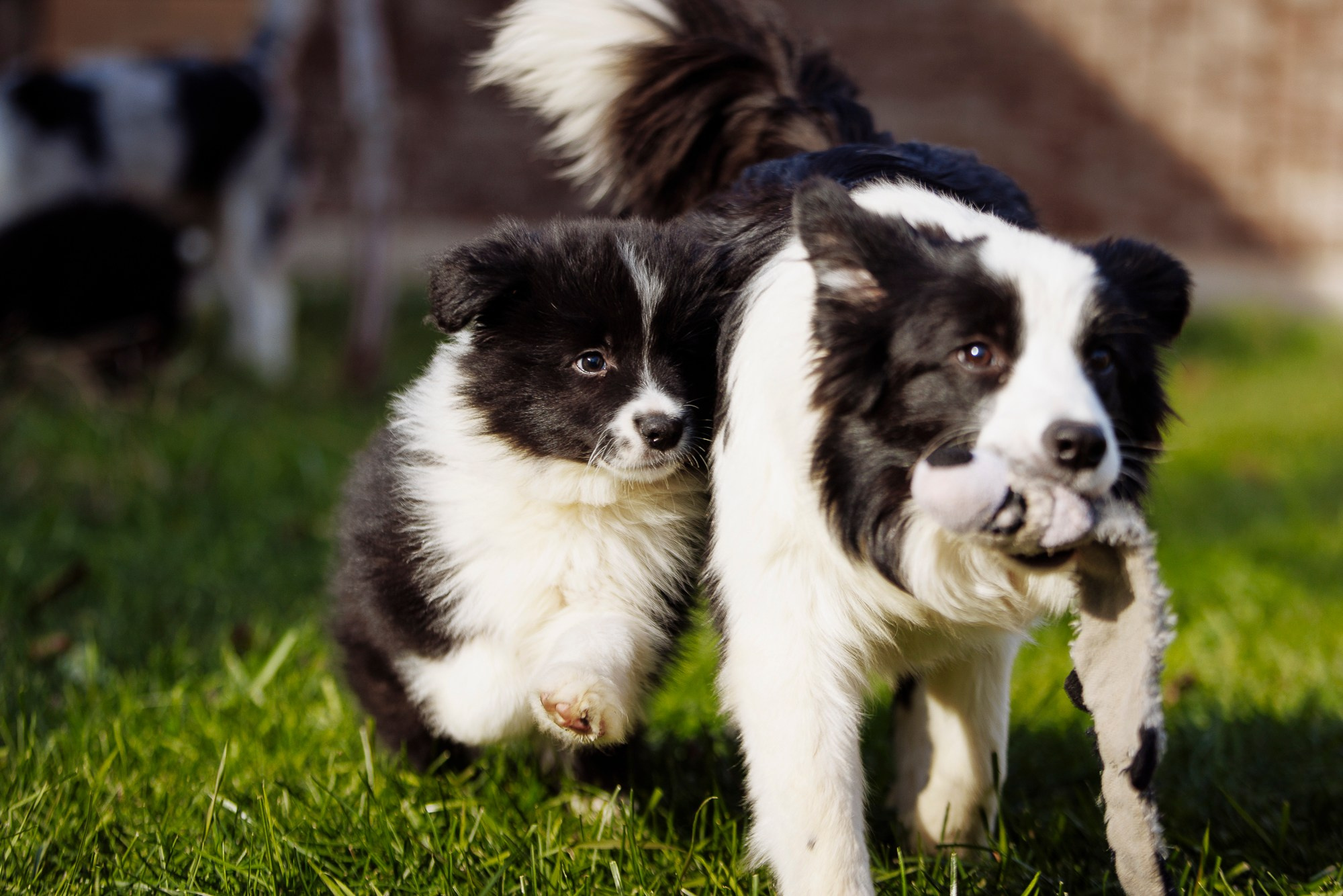 У дома с большой компанией от мала до велика. О нас