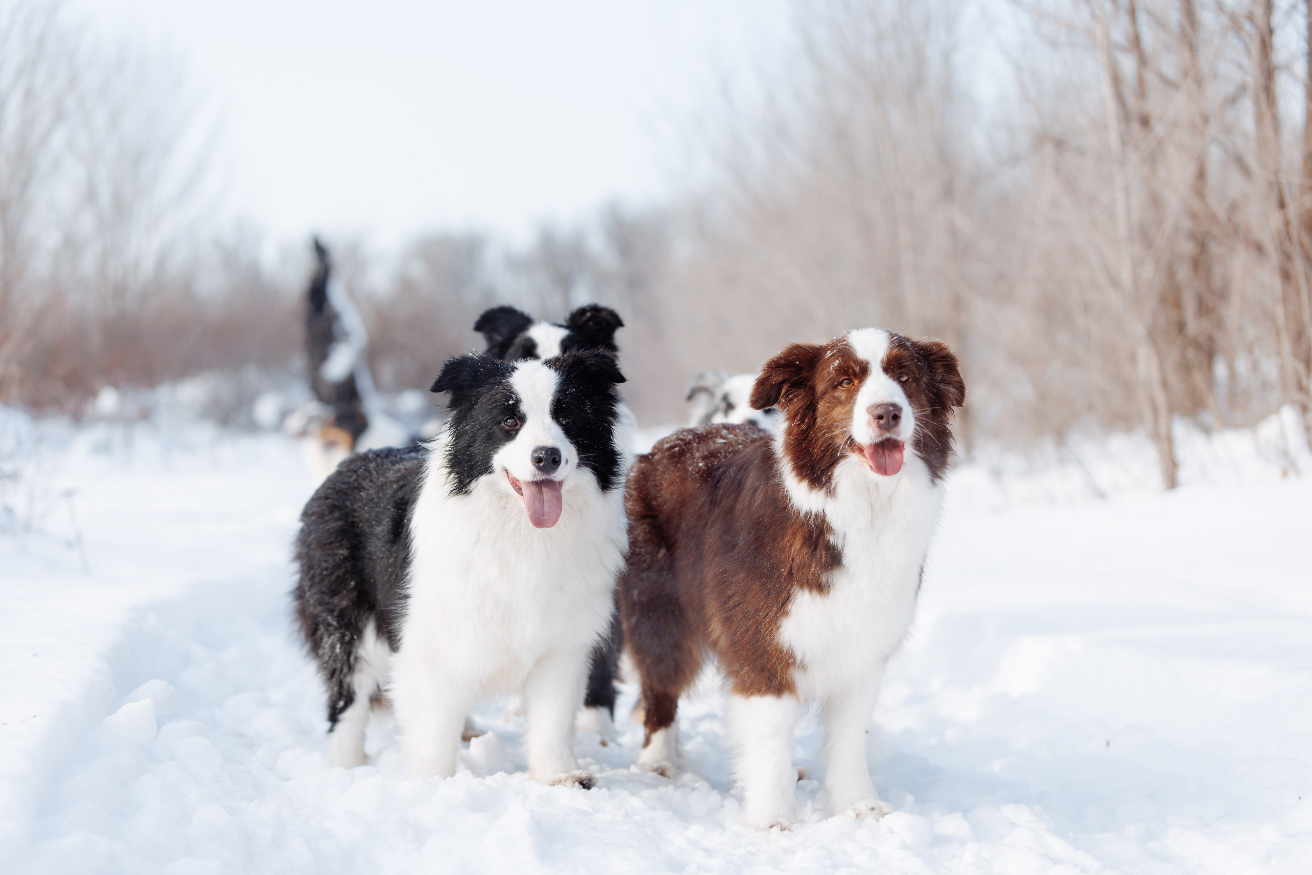 Яркий январь. О нас