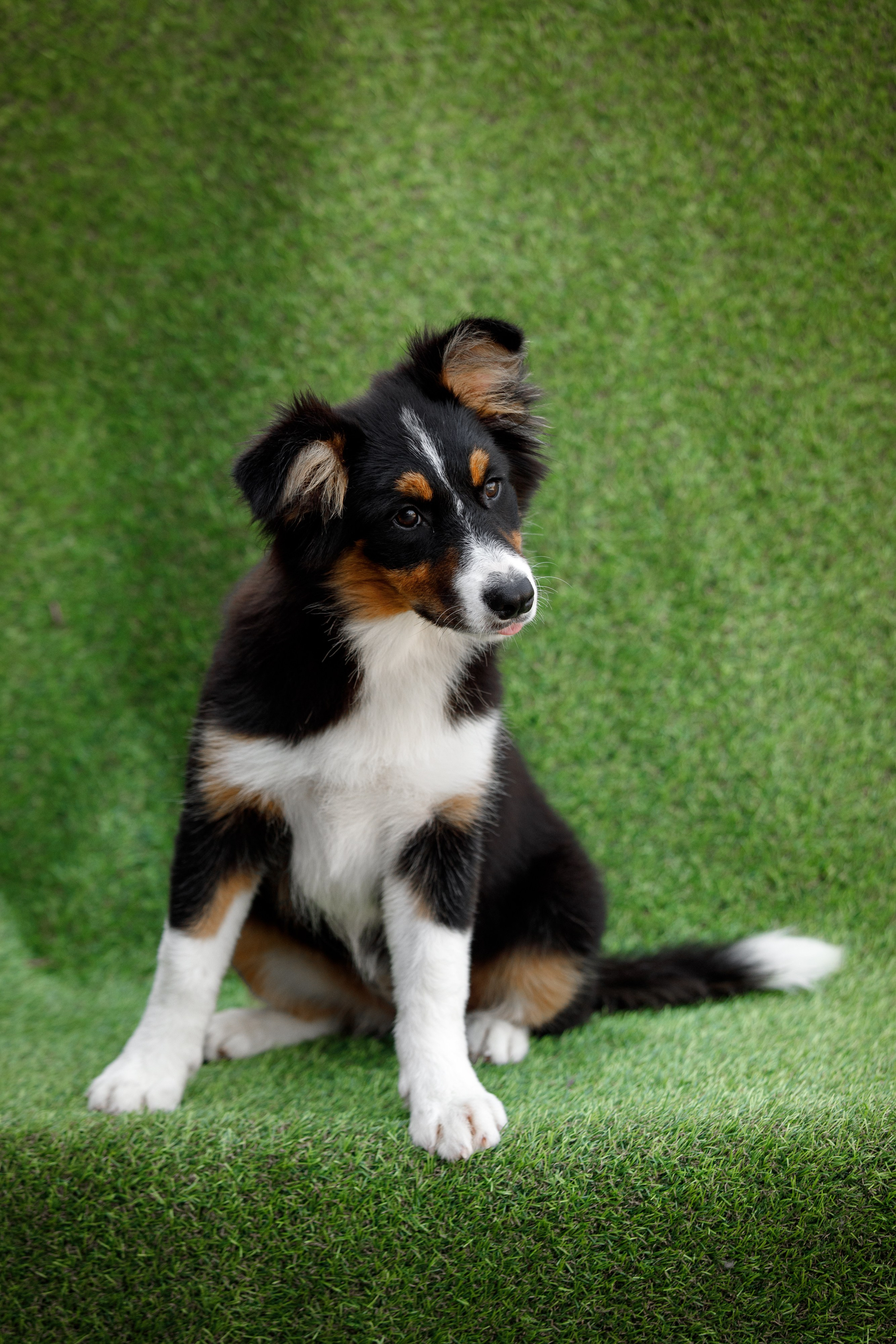 Смешарики. О нас