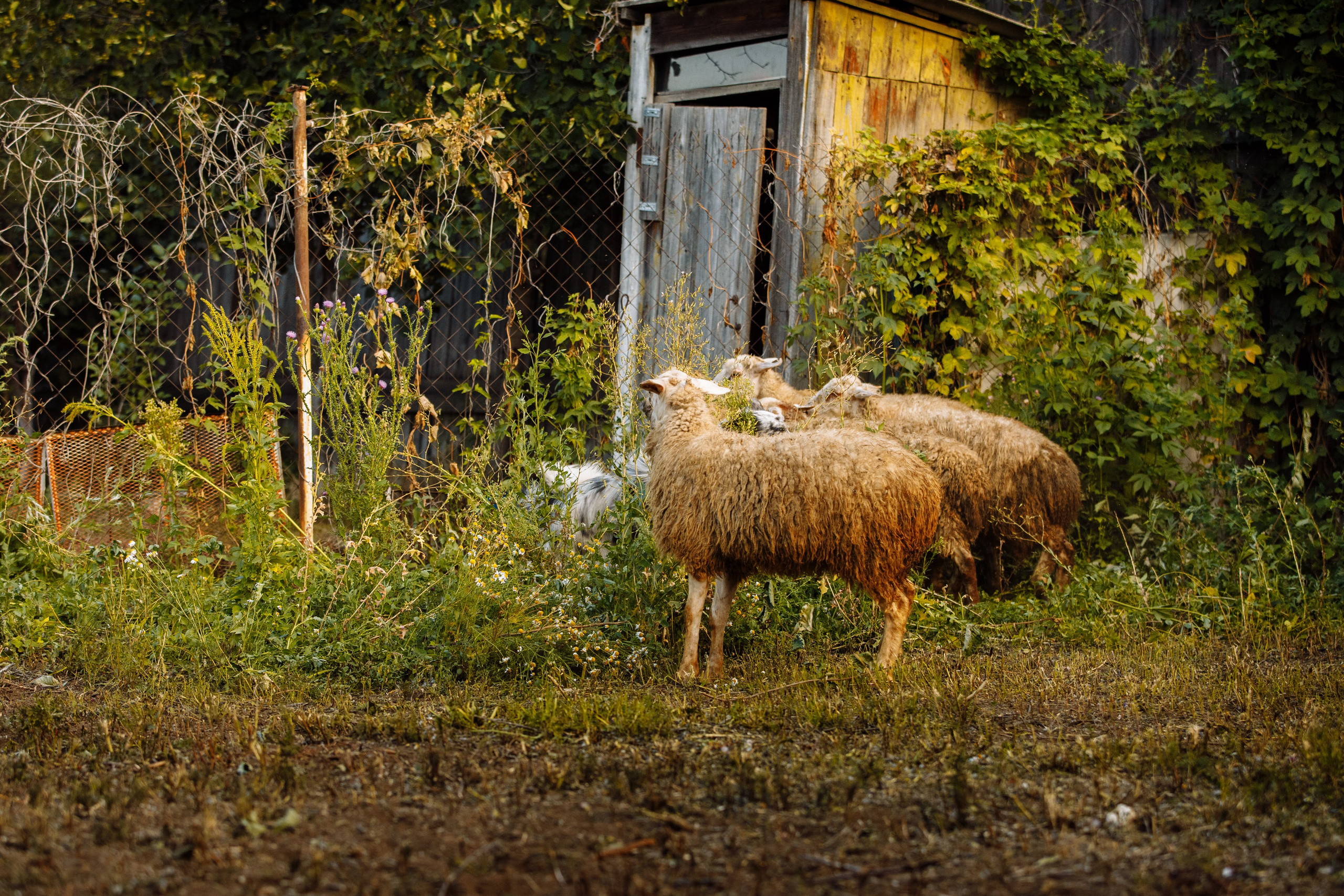 Овечий день. О нас
