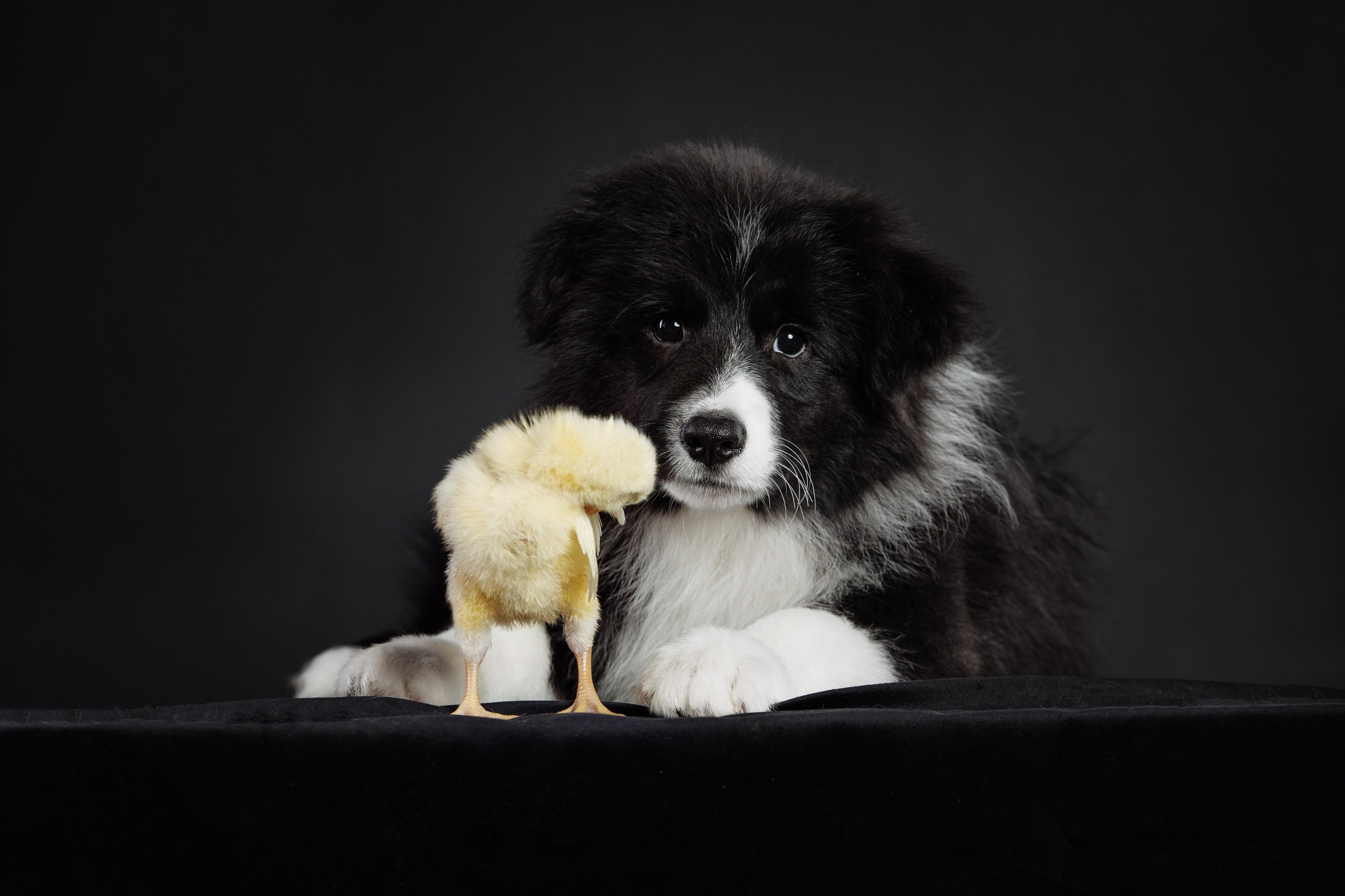 С цыпами. О нас